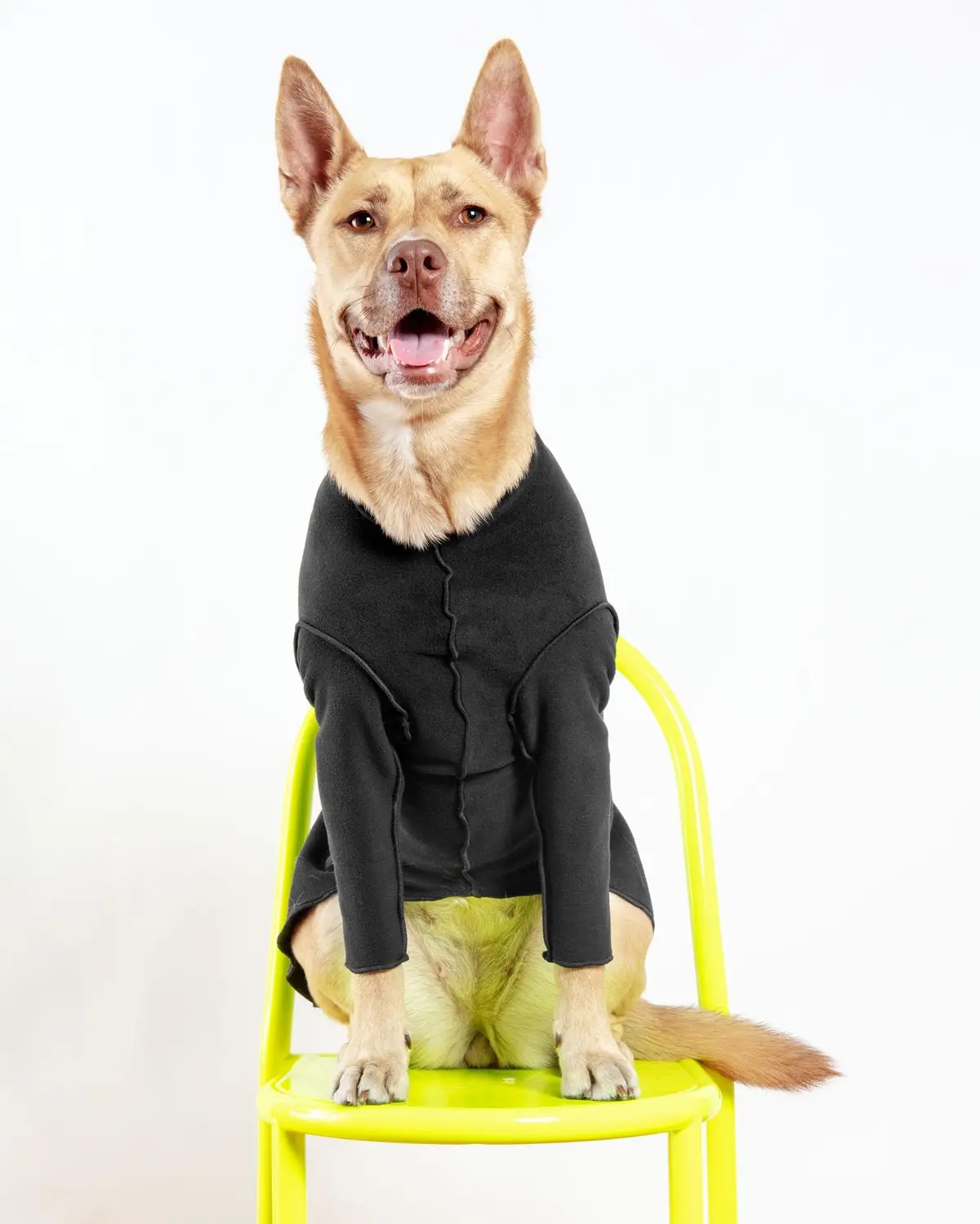 Long-Sleeve Pullover Stretch Dog Fleece In Black (Made In The Usa, Dog & Co. Exclusive!) 1