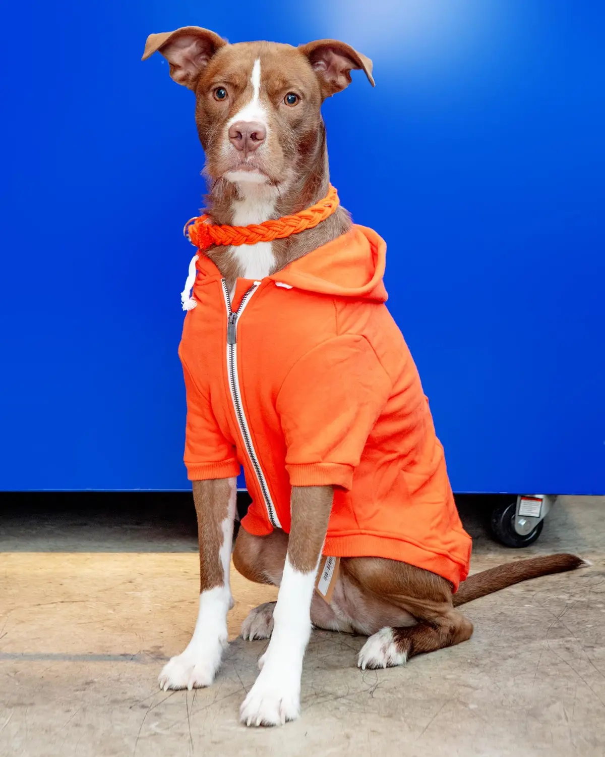 Zip-Up Dog Hoodie In Orange 1