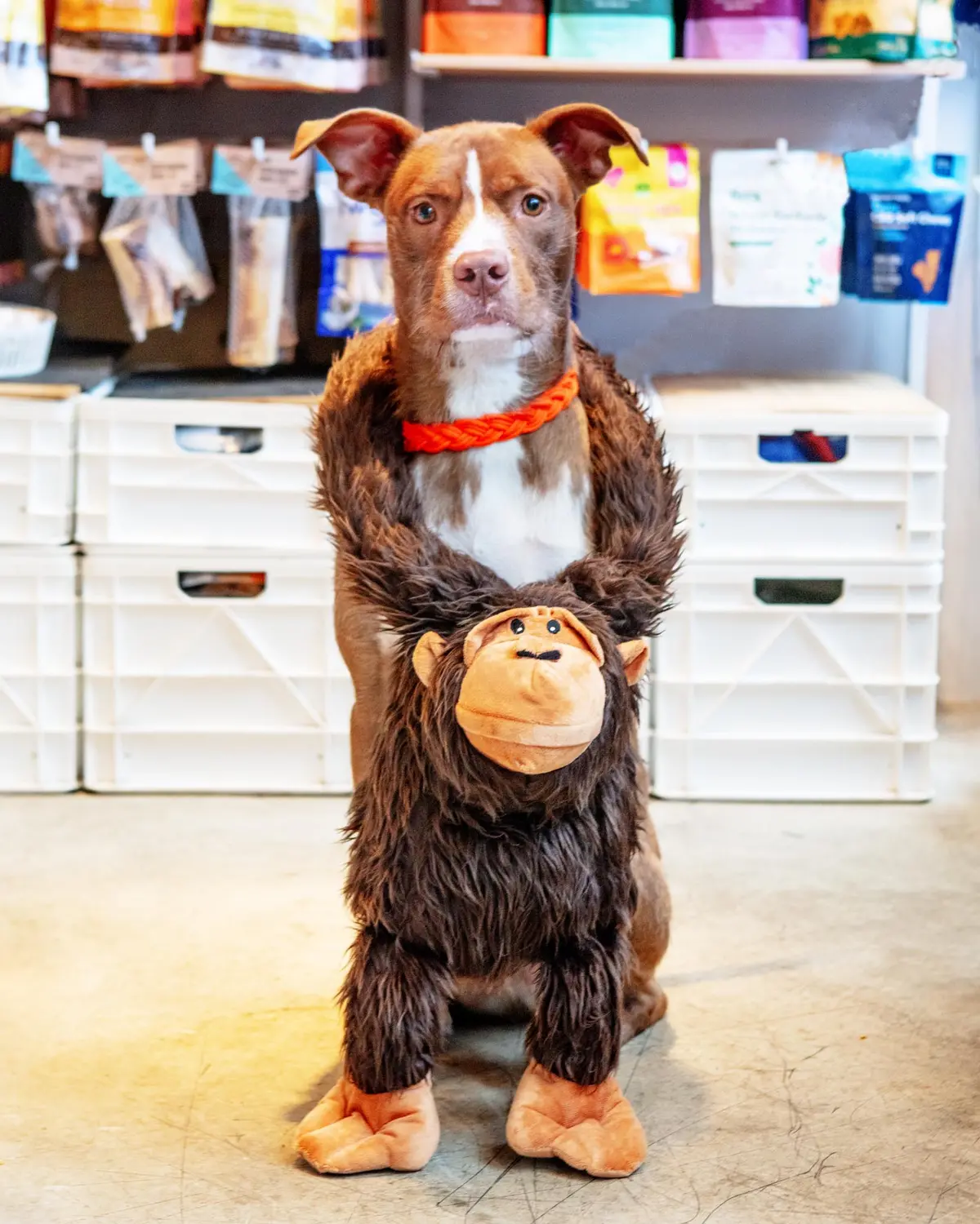 Gorilla Lou Plush Squeaky Dog Toy (33") 1