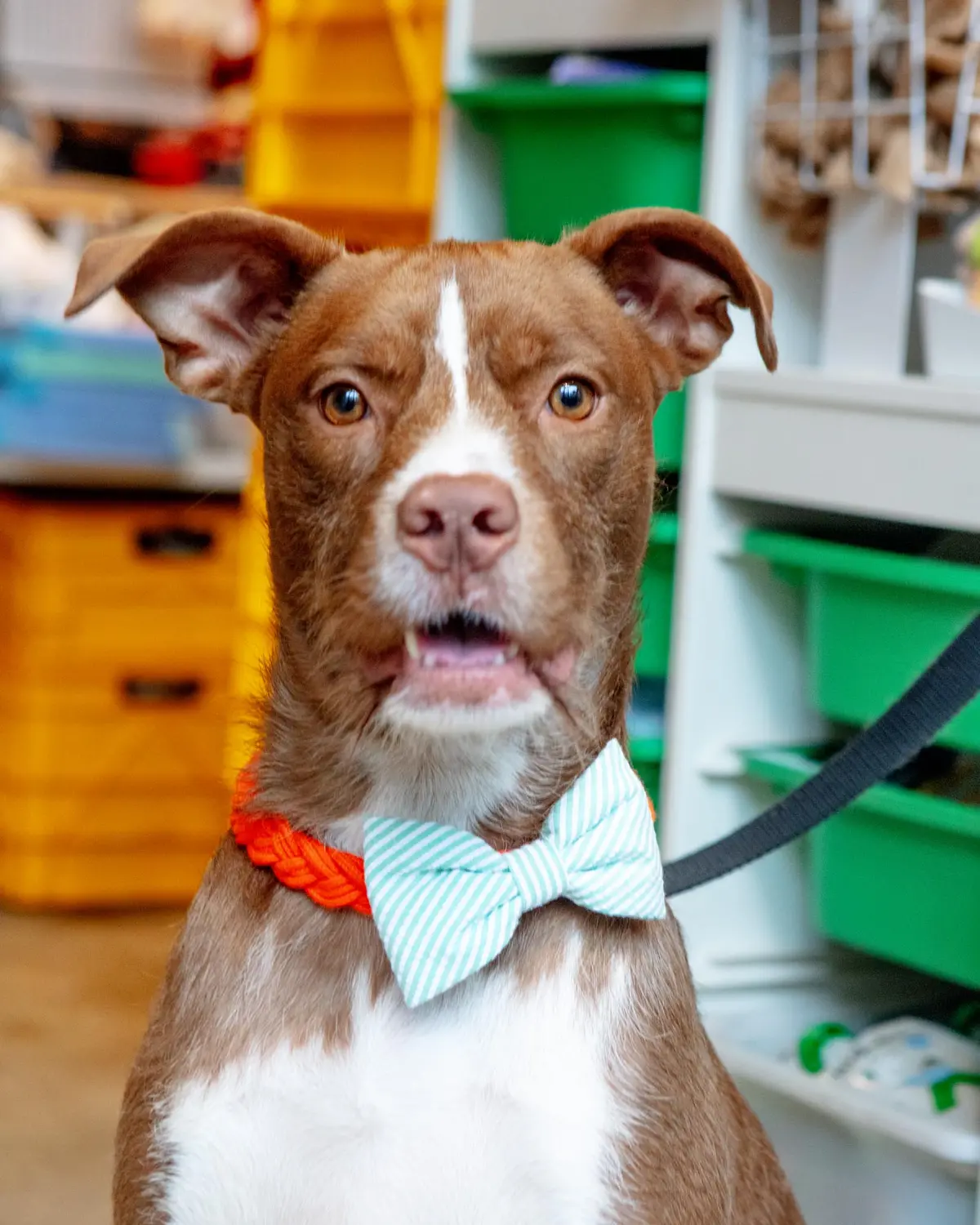 Green Seersucker Dog Bow Tie 1