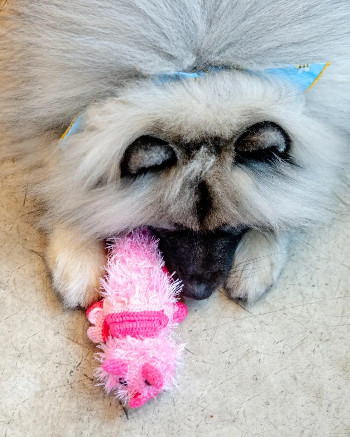 Handmade Dinosaur Squeaky Dog Toy 1