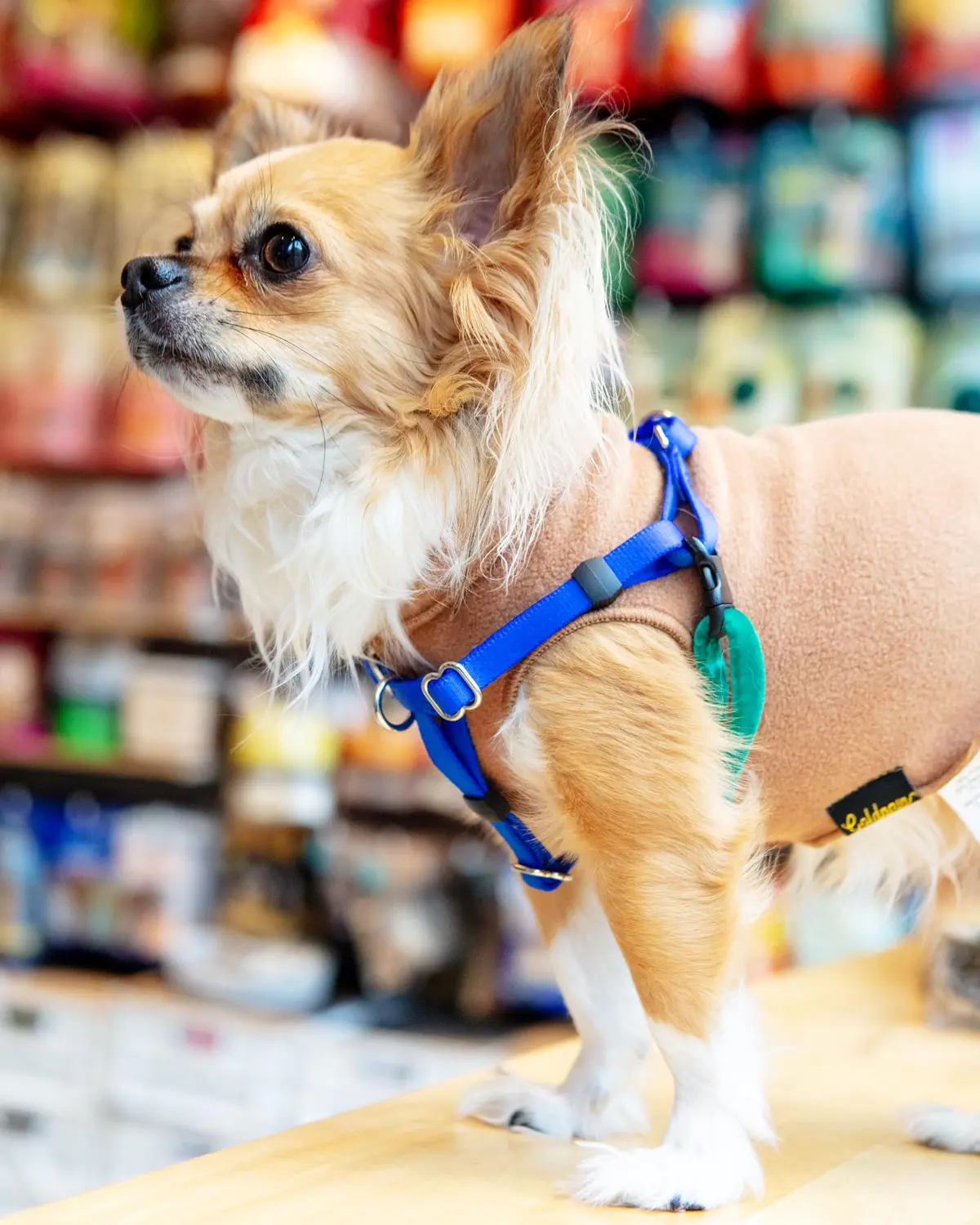 Mini Freedom Dog Harness In Kelly Green + Royal Blue (Made In The Usa) 1