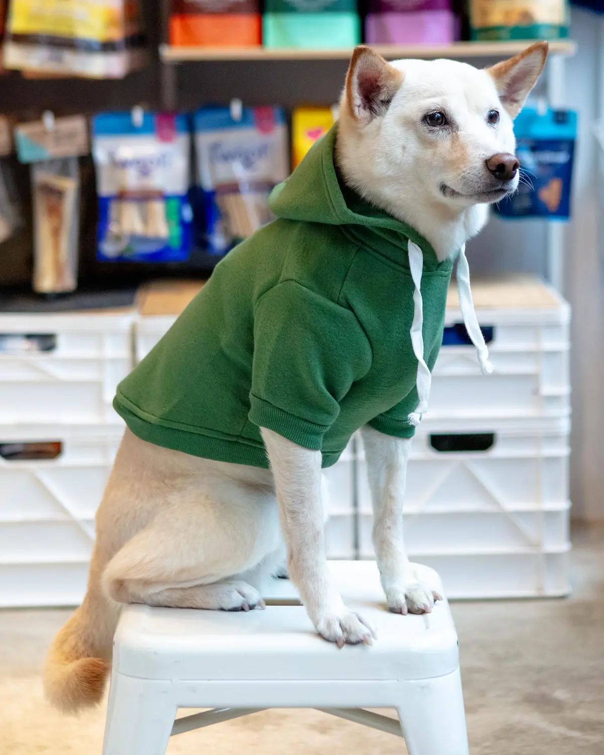 Pullover Dog Hoodie In Green 1