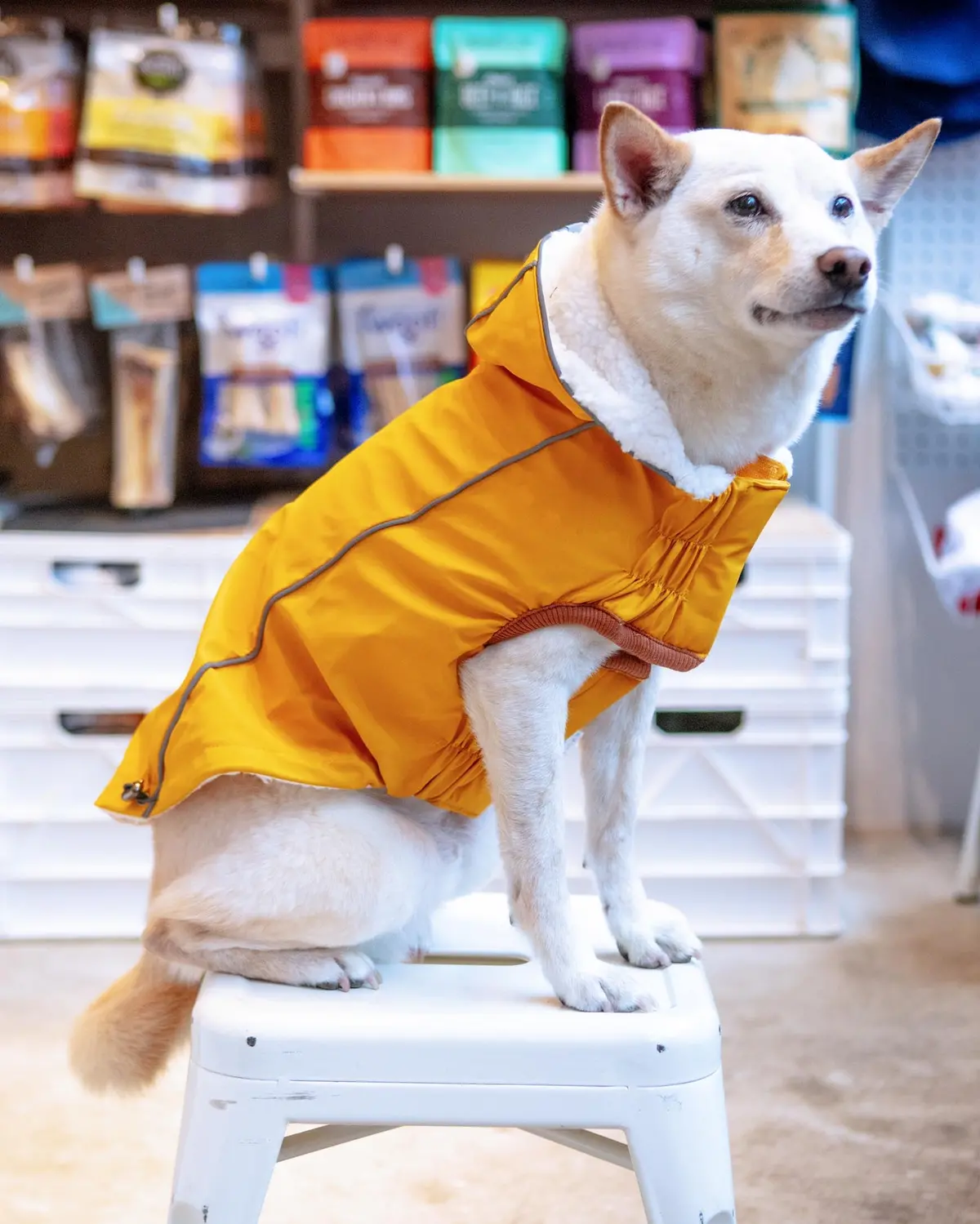 Insulated Dog Raincoat In Yellow 1