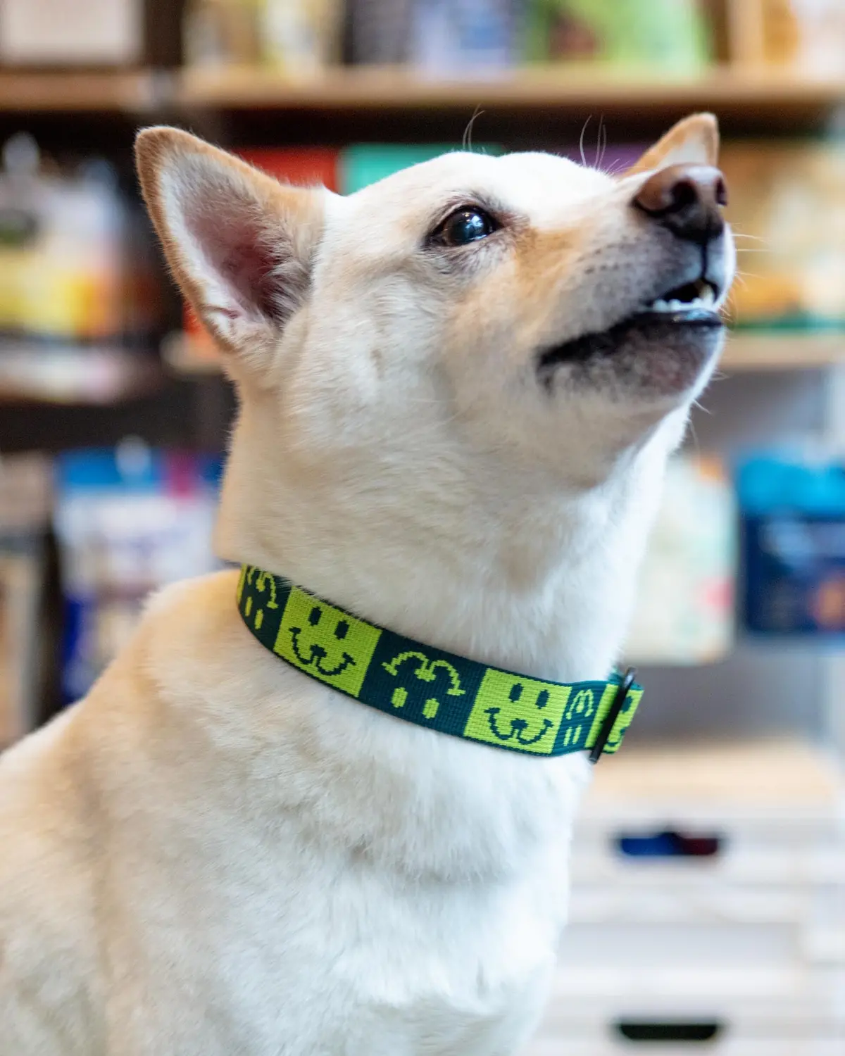 Dog Collar With Black Hardware In Neon Yellow & Green (Made In The Usa) 1