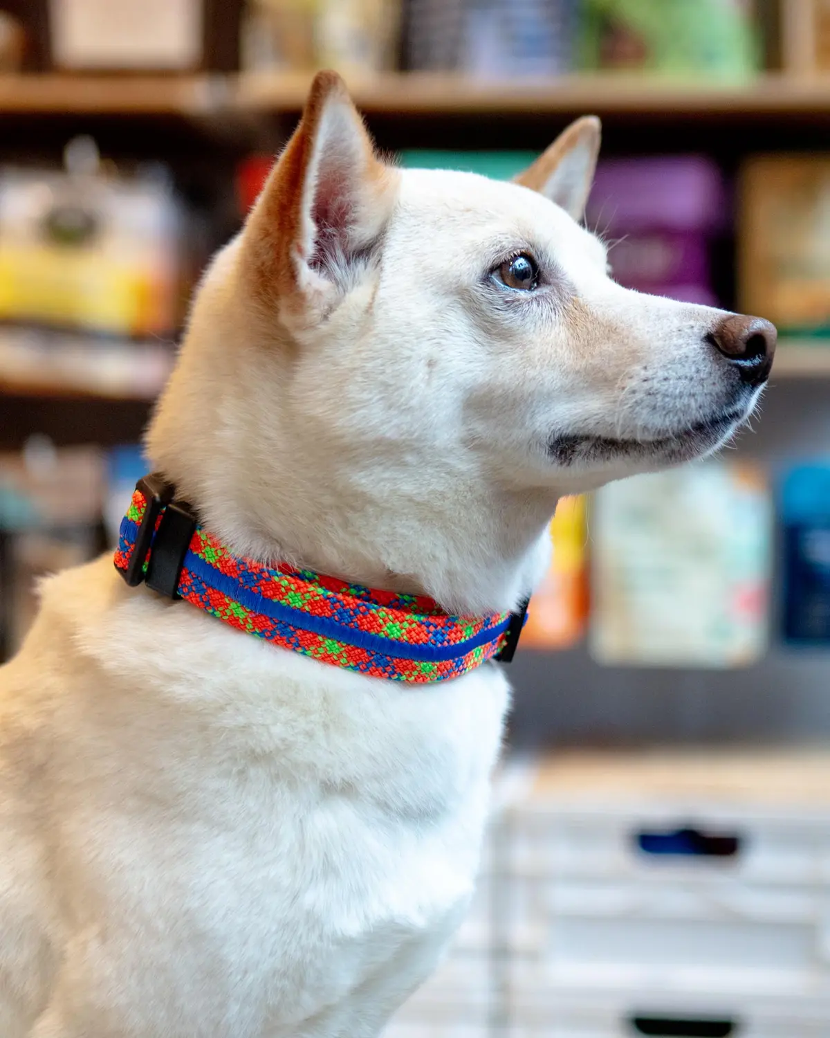 Adventure Dog Collar In Daybreak (Made In The Usa) 1