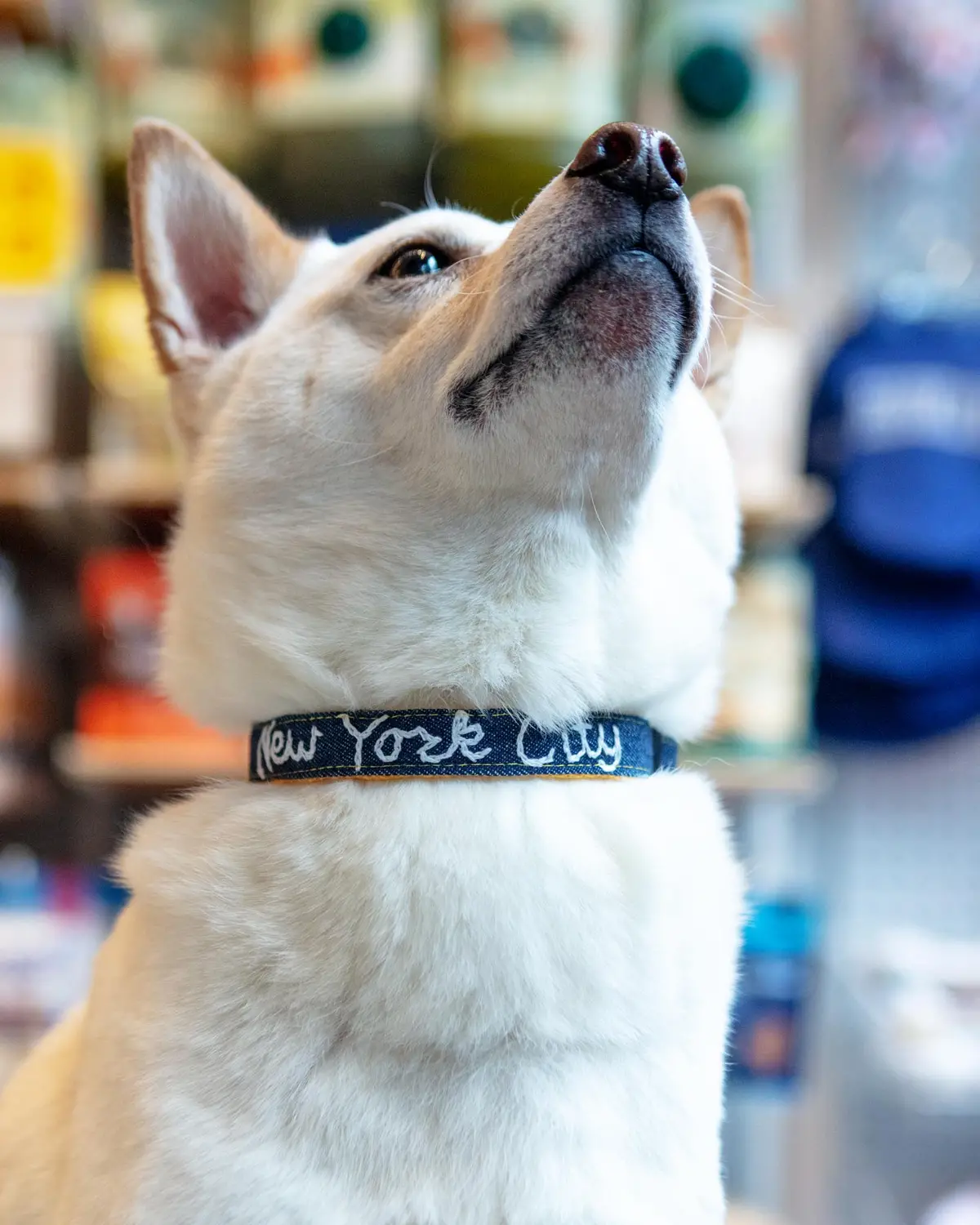 Hand Embroidered "New York City" Dog Collar In Dark Denim (Made In The Usa) 1