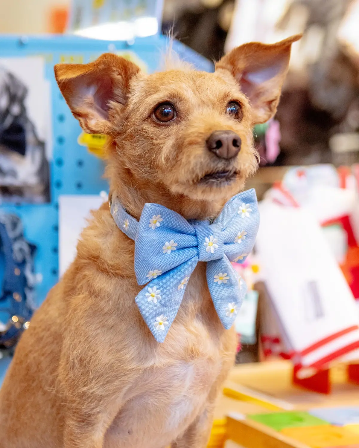 Daisy Embroidered Lady Dog Bow (Made In The Usa) 1