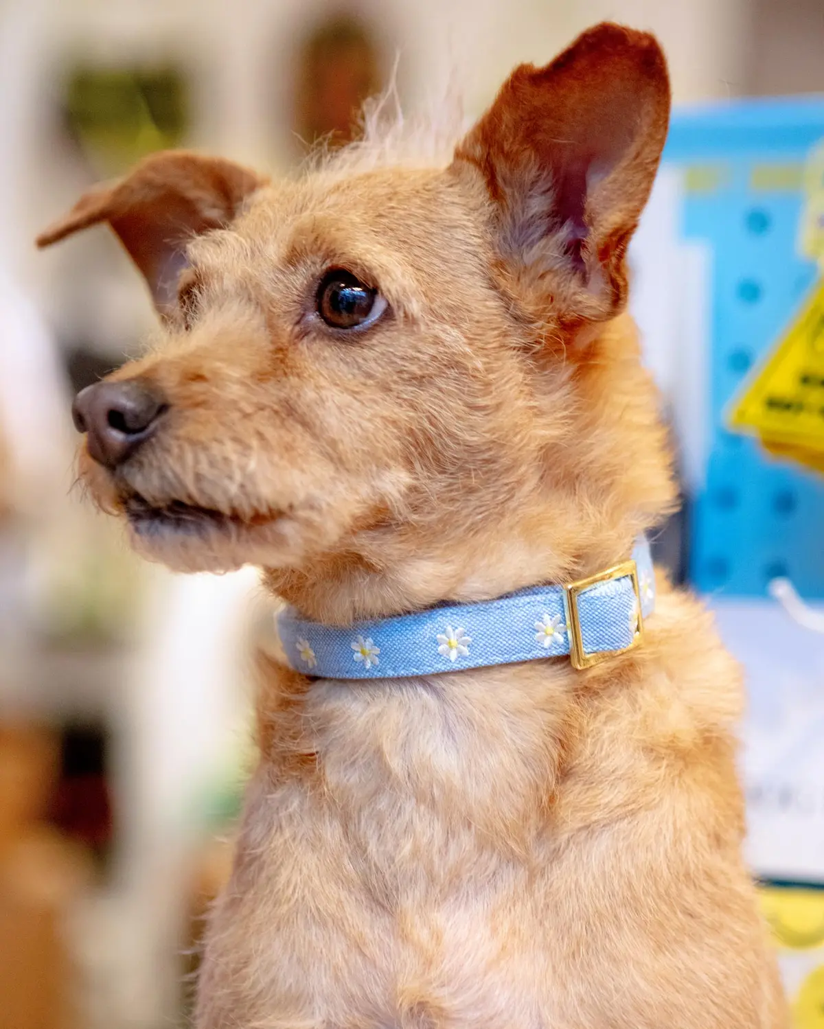 Daisy Embroidered Dog Collar 1