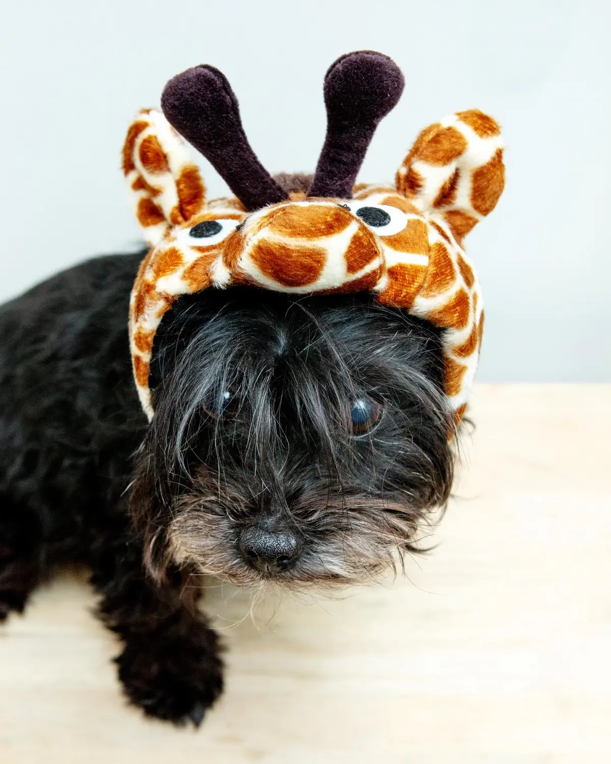 Giraffe Dog Hat 1