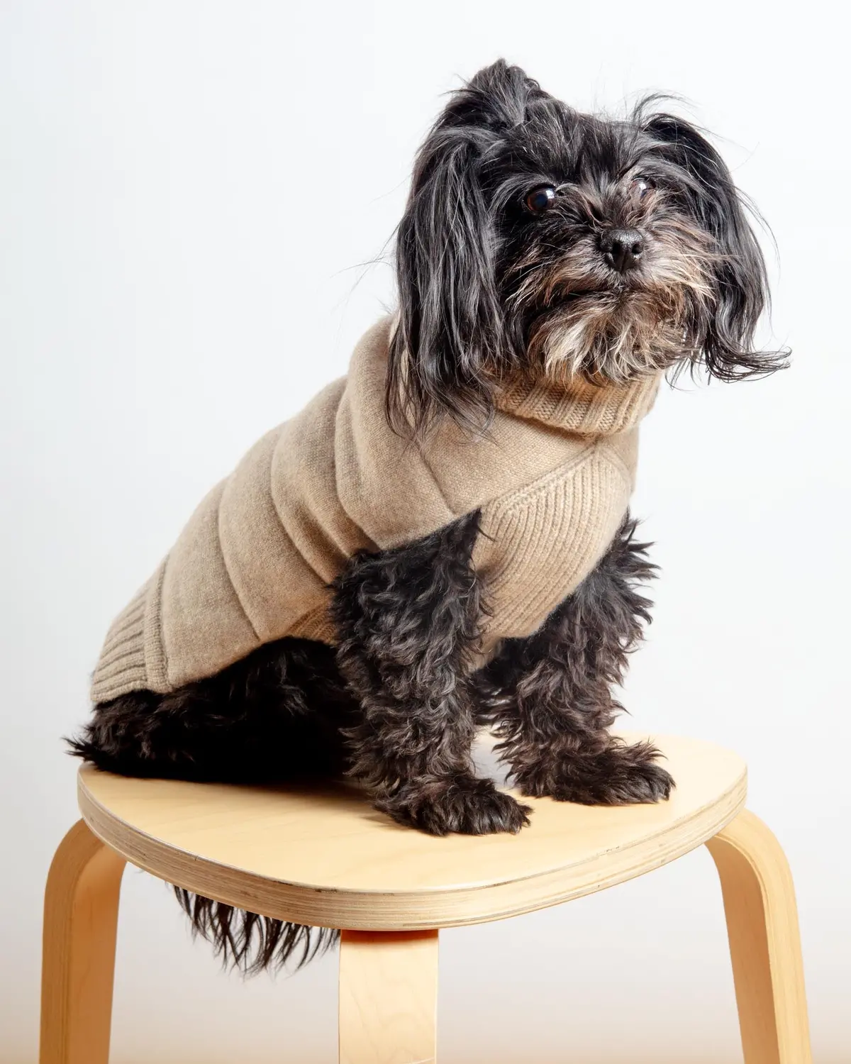 The Cashmere Puffer Dog Sweater In Tan 1