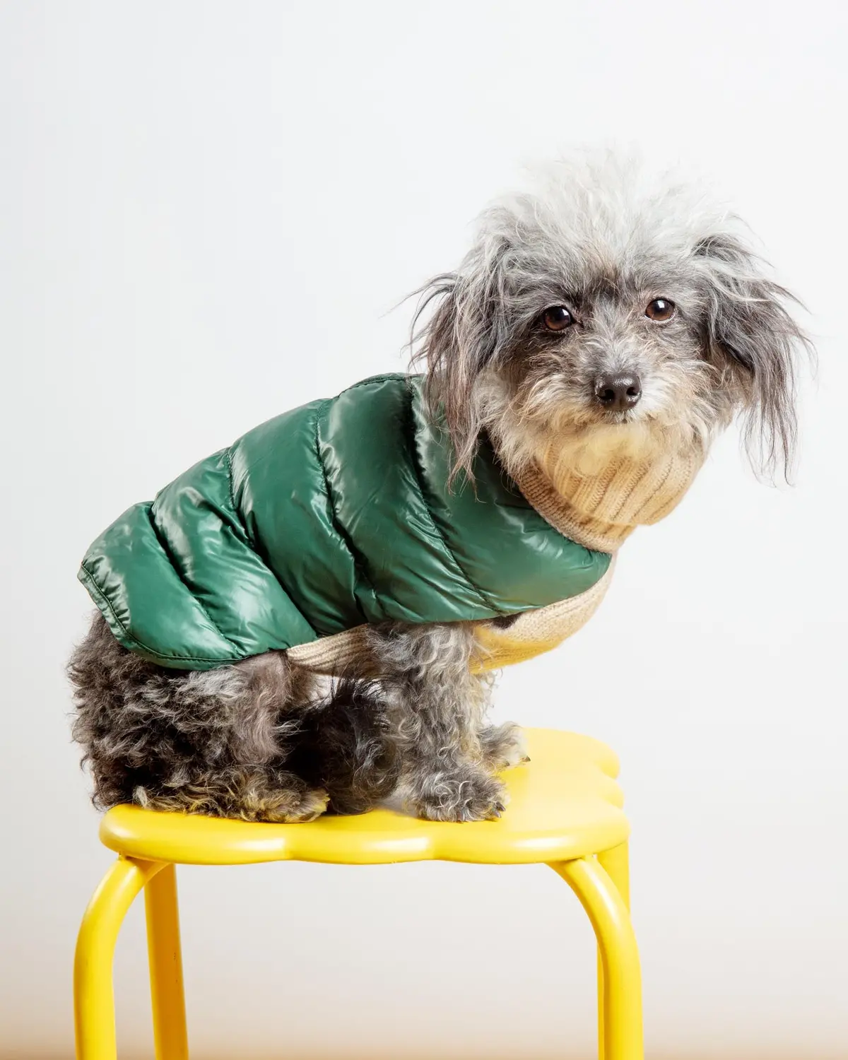 The Puffer Dog Sweater In Tan & Green 1