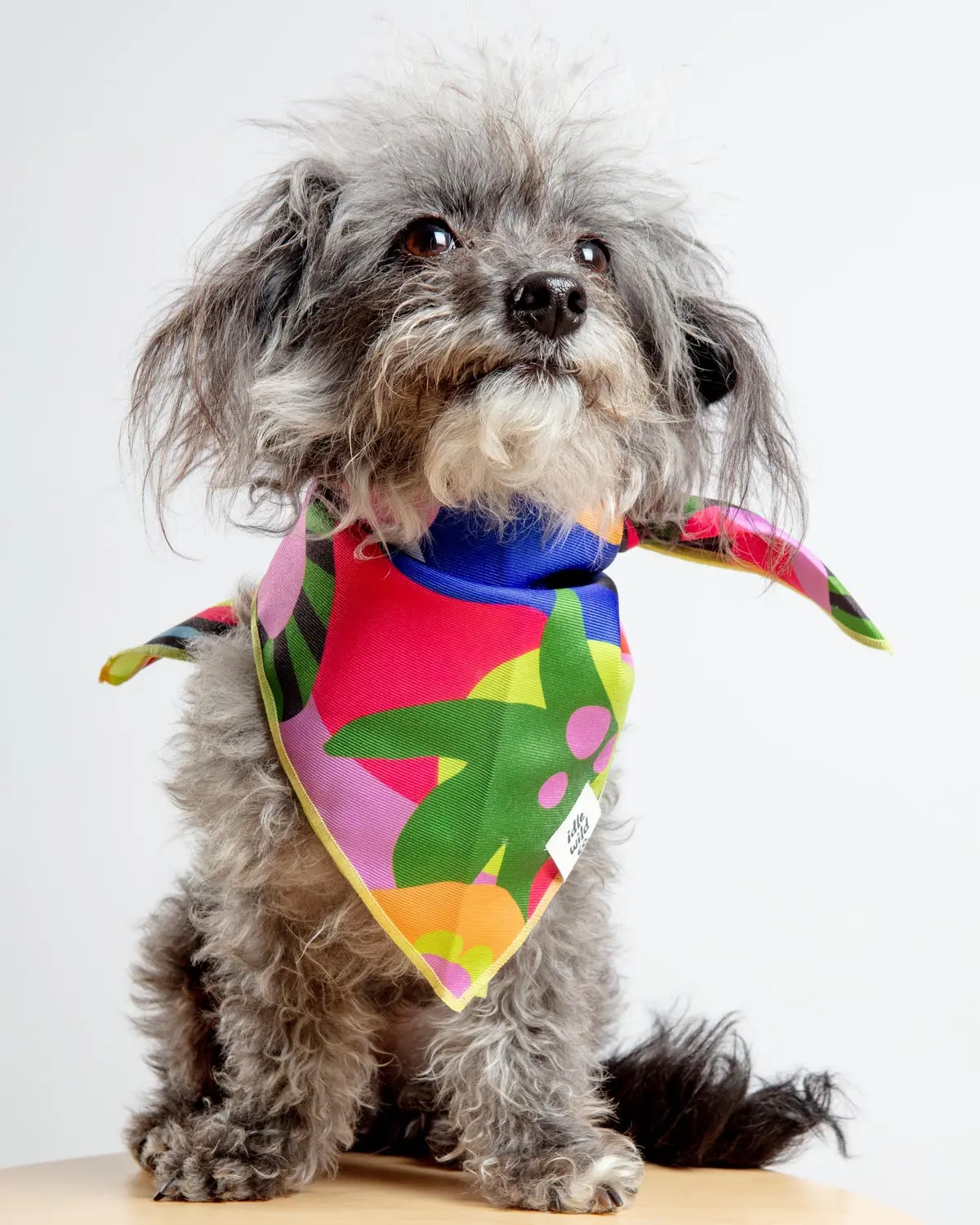 Neon Abstract Print Dog Bandana 1