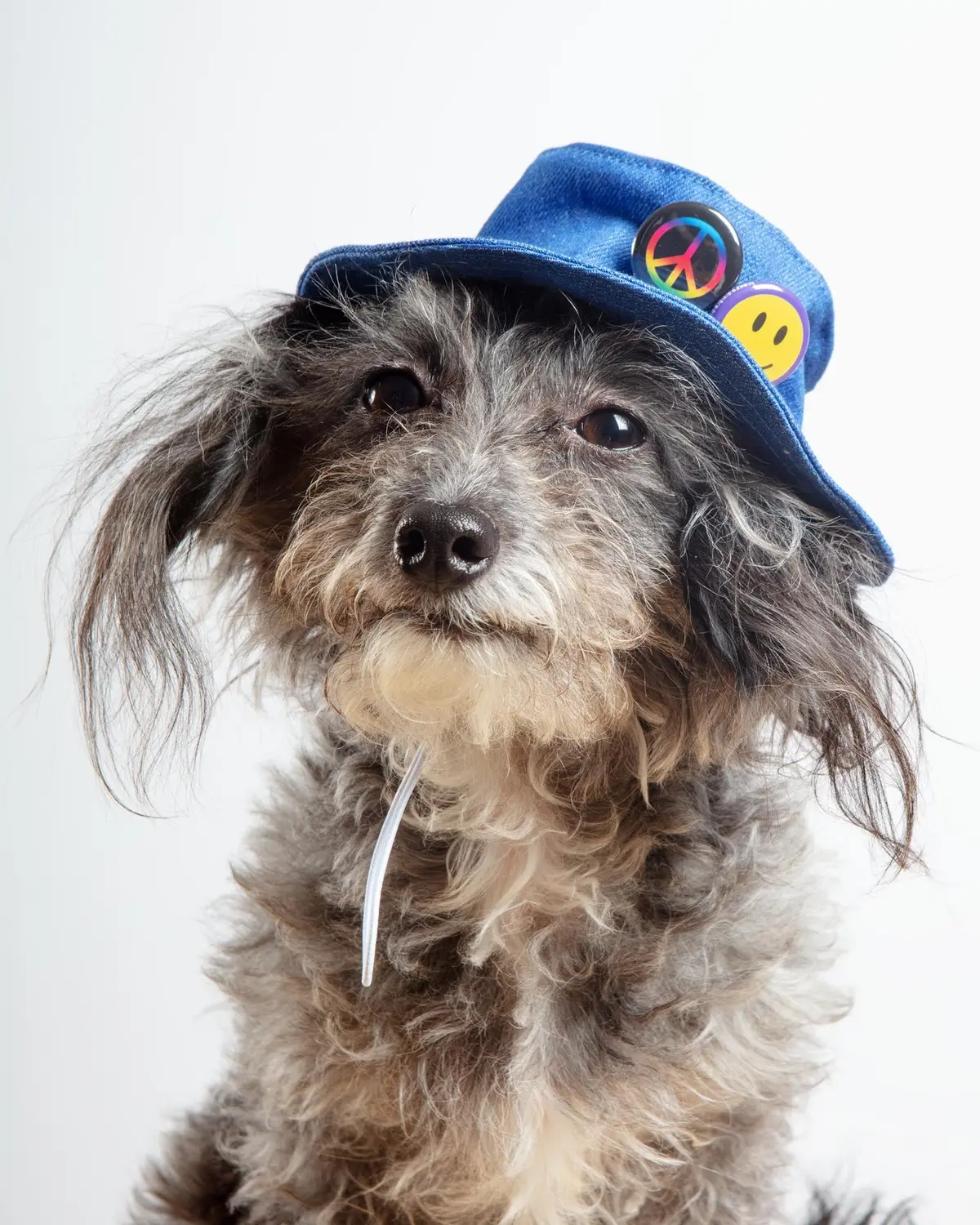Denim Pet Bucket Hat (Made In The Usa) 1