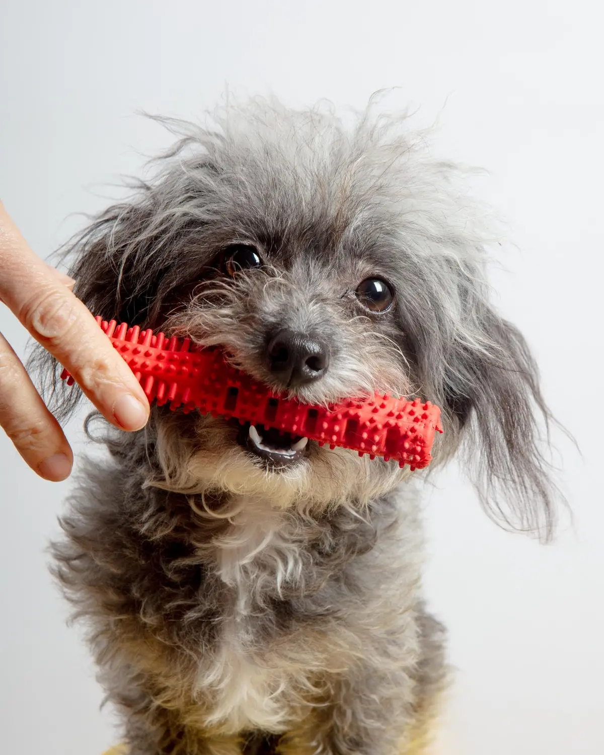 Dual Action Natural Rubber Toy Treatbrush For Dogs 1