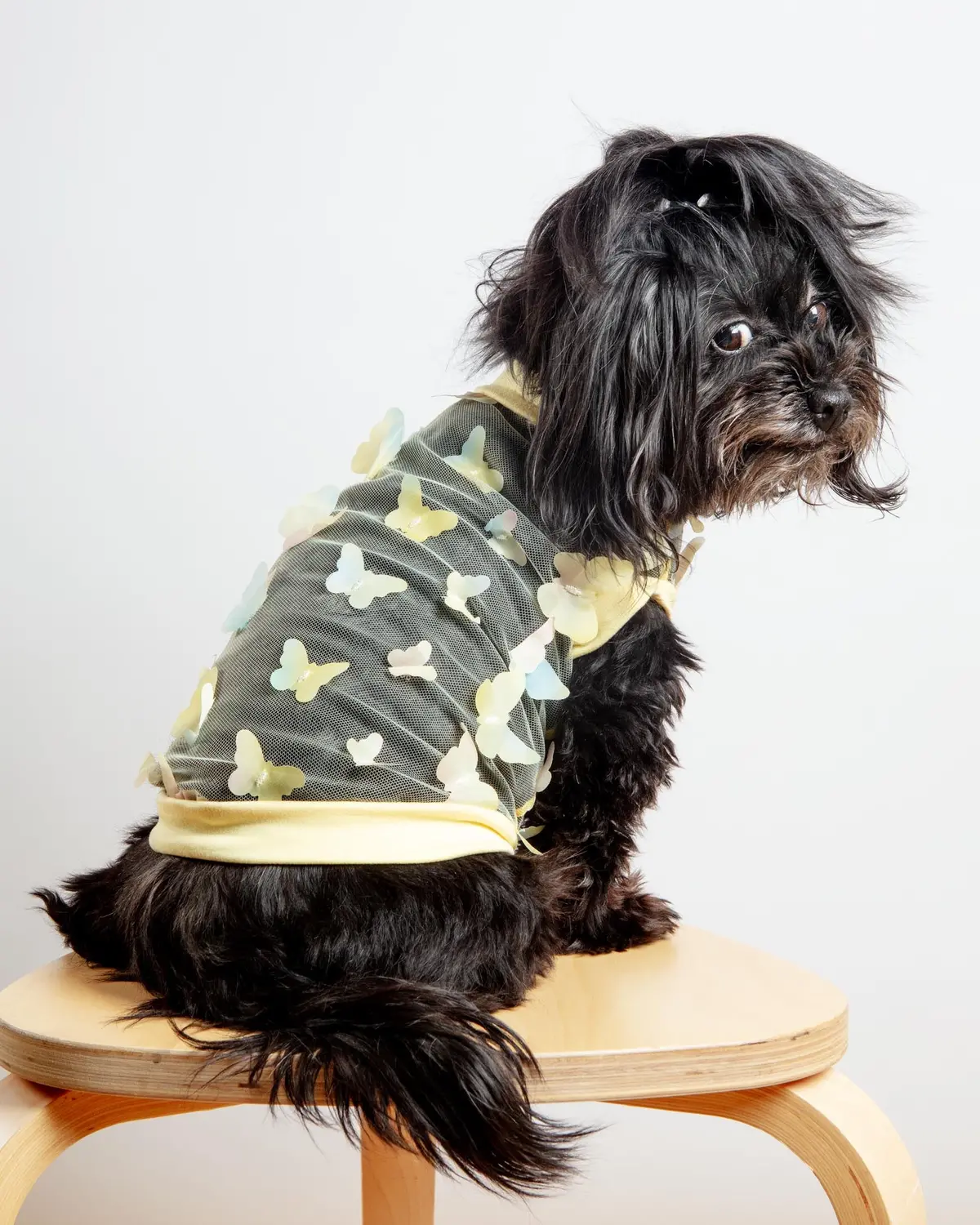 Butterfly Mesh Dog Shirt In Yellow Ombre (Made In The Usa) 1
