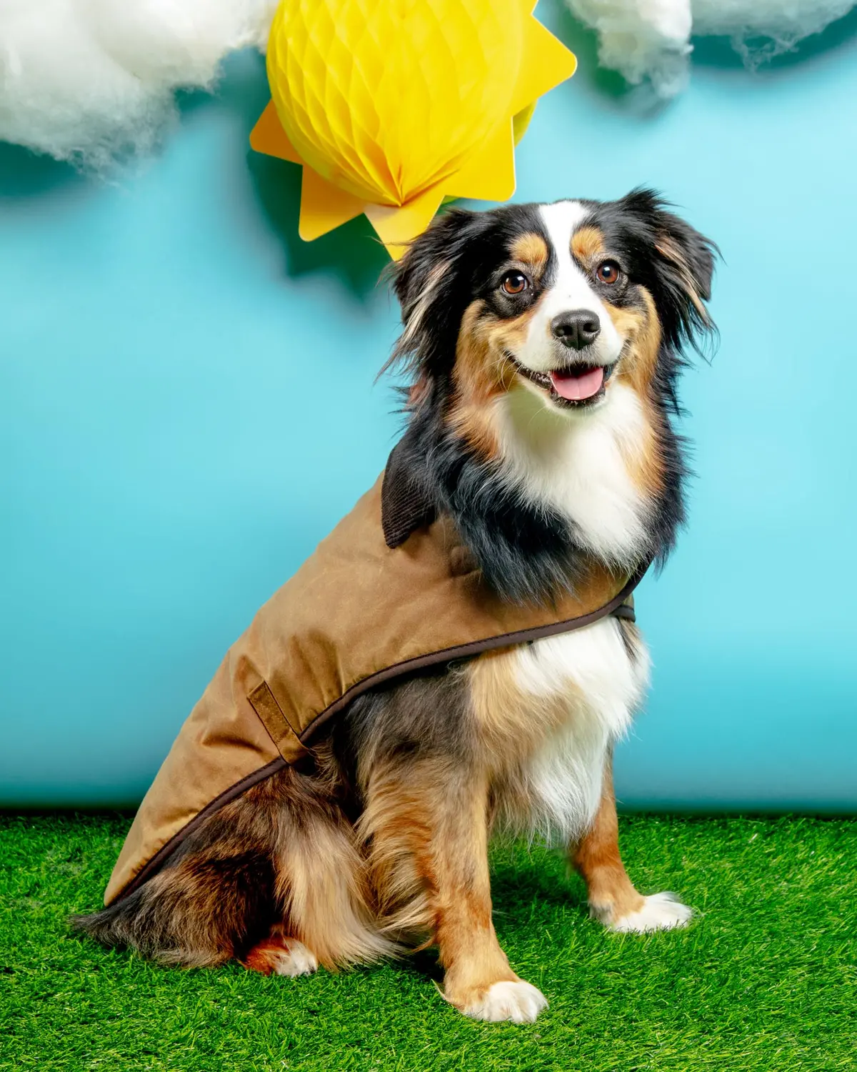 Wax Cotton All Weather Dog Jacket In Beige (Final Sale) 1