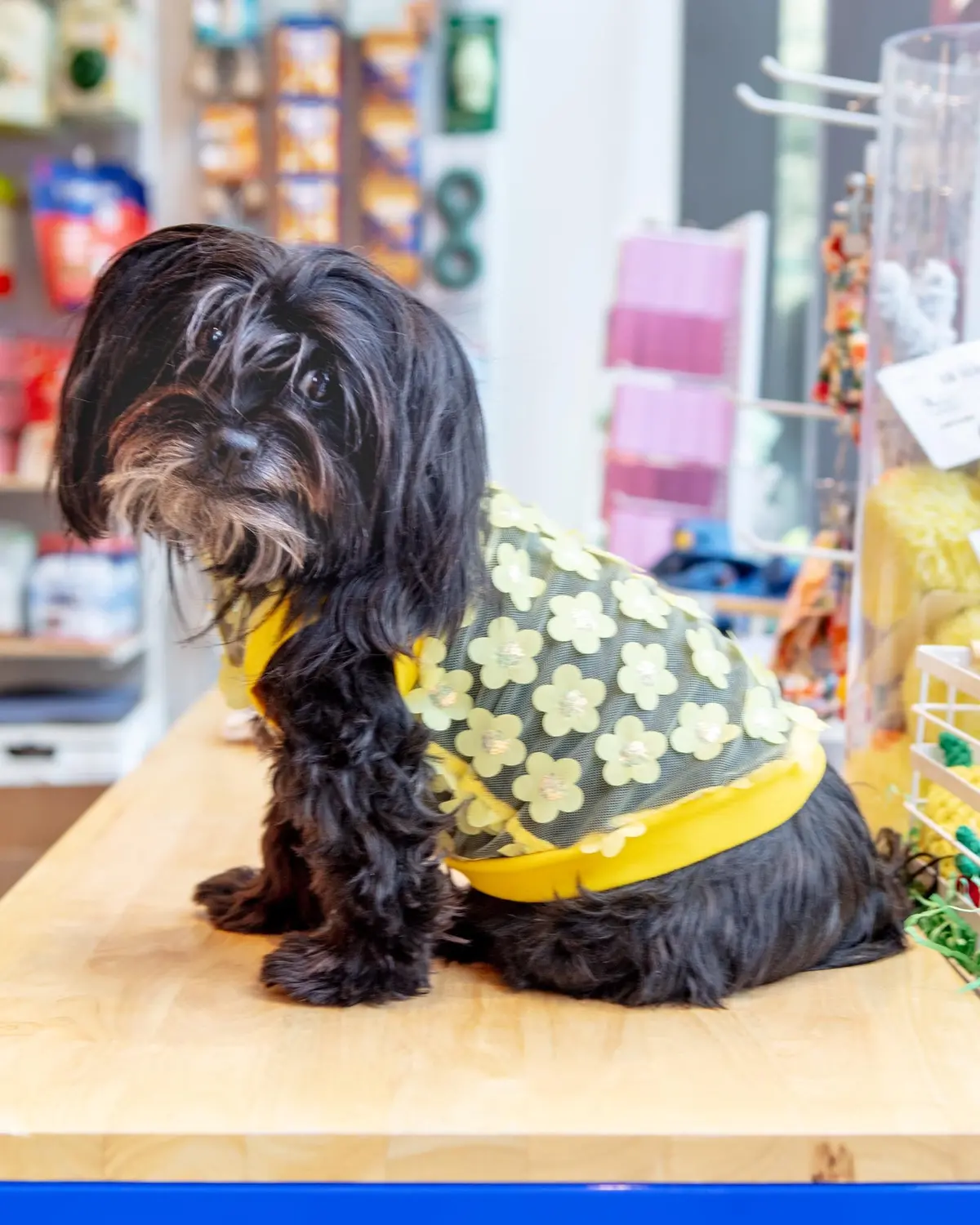 Flower Mesh Dog Shirt (Made In The Usa) 1