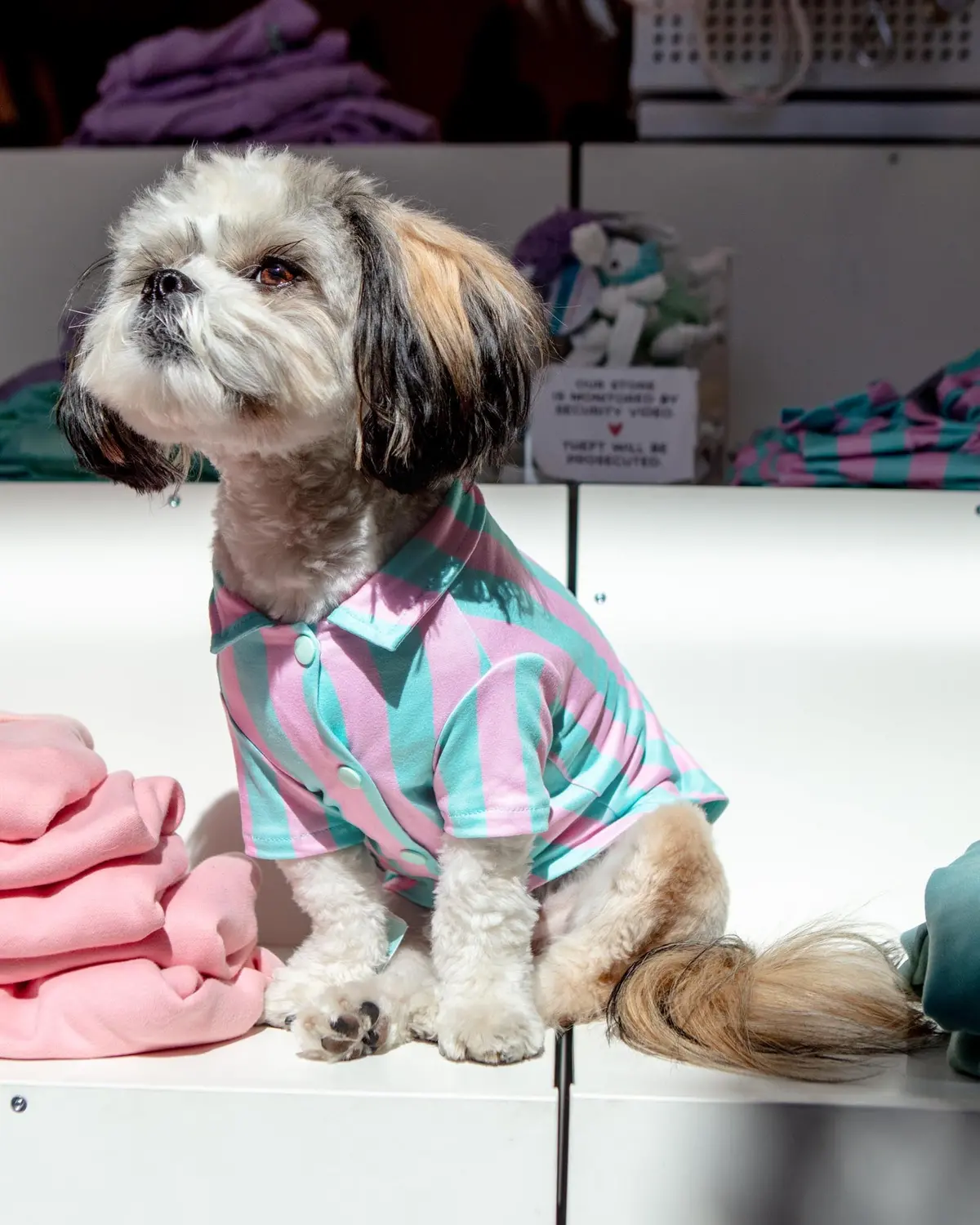Stripey Poolside Button-Down Dog Shirt (Made In The Usa) (Final Sale) 1
