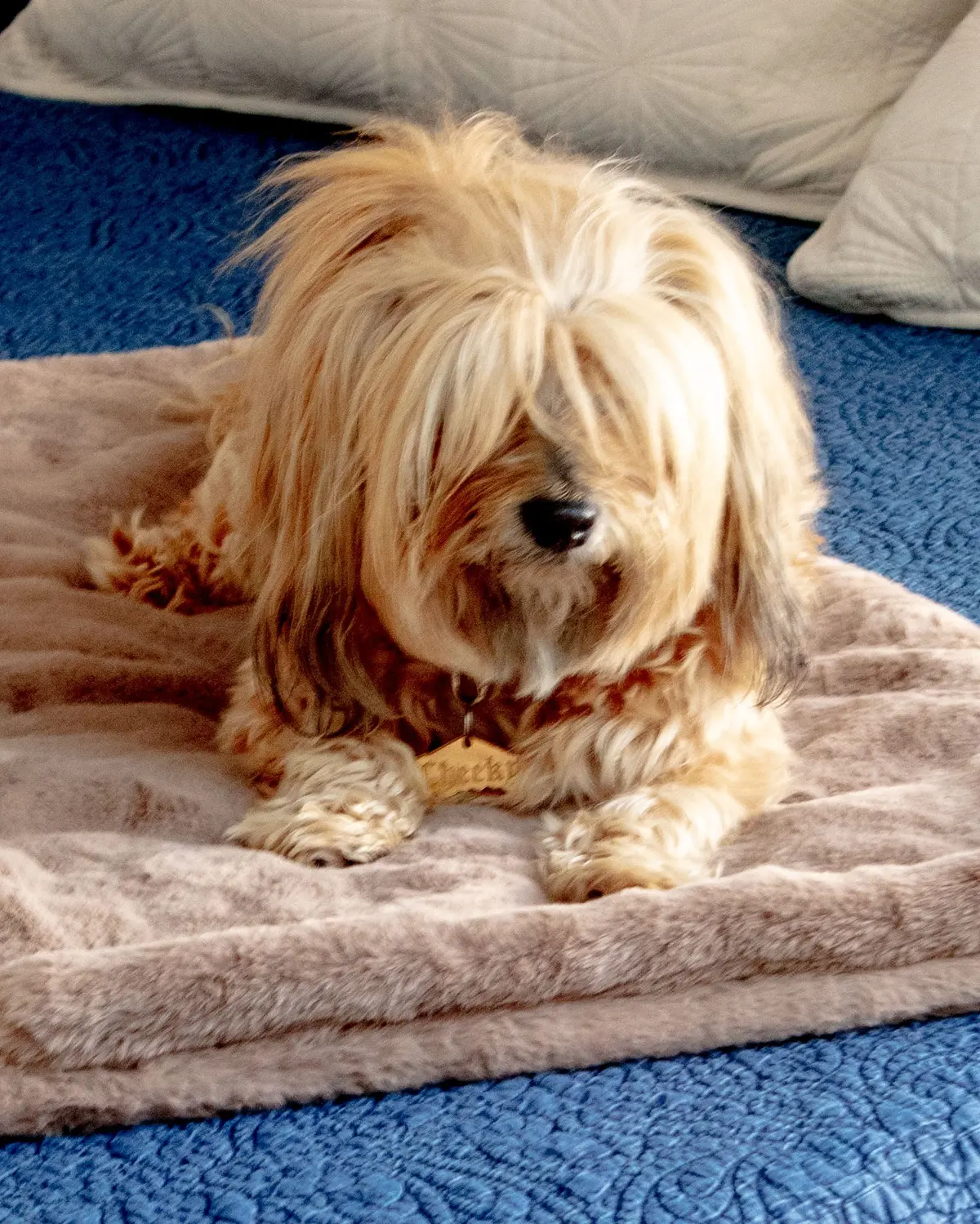 Mini Faux Fur Brady Dog Blanket In Taupe 1