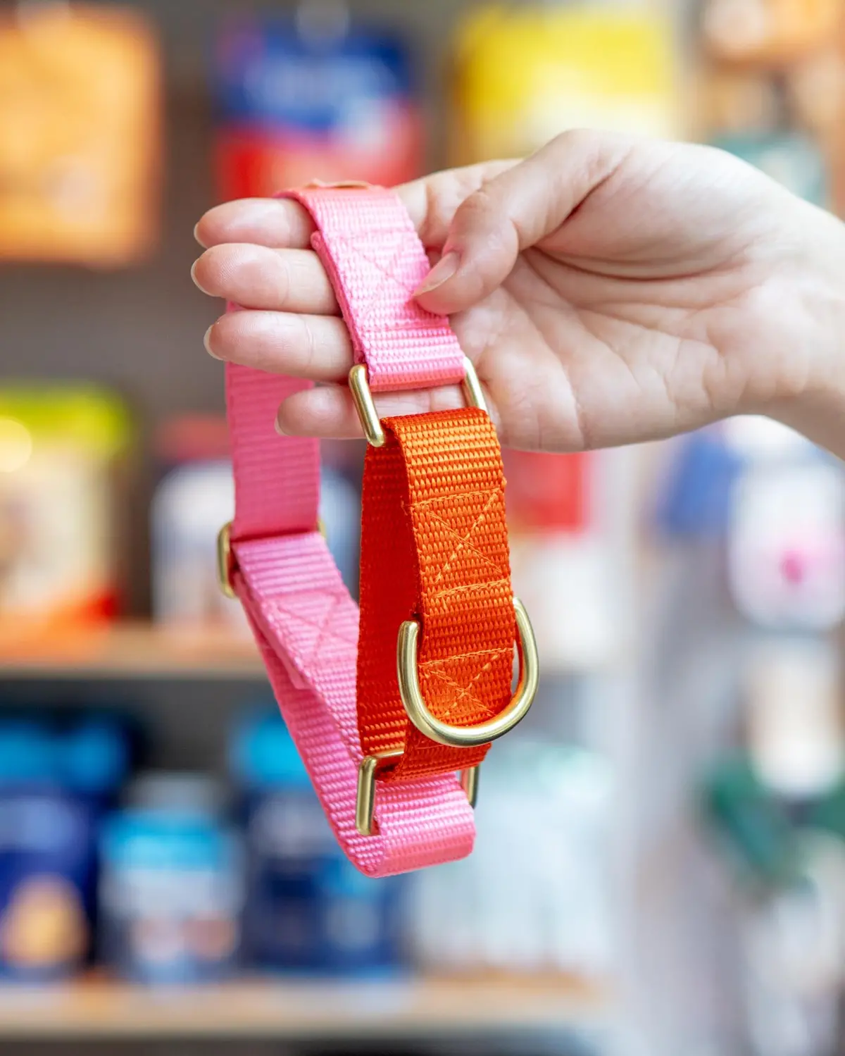 Martingale Dog Collar In Pink + Orange (Made In The Usa) 1