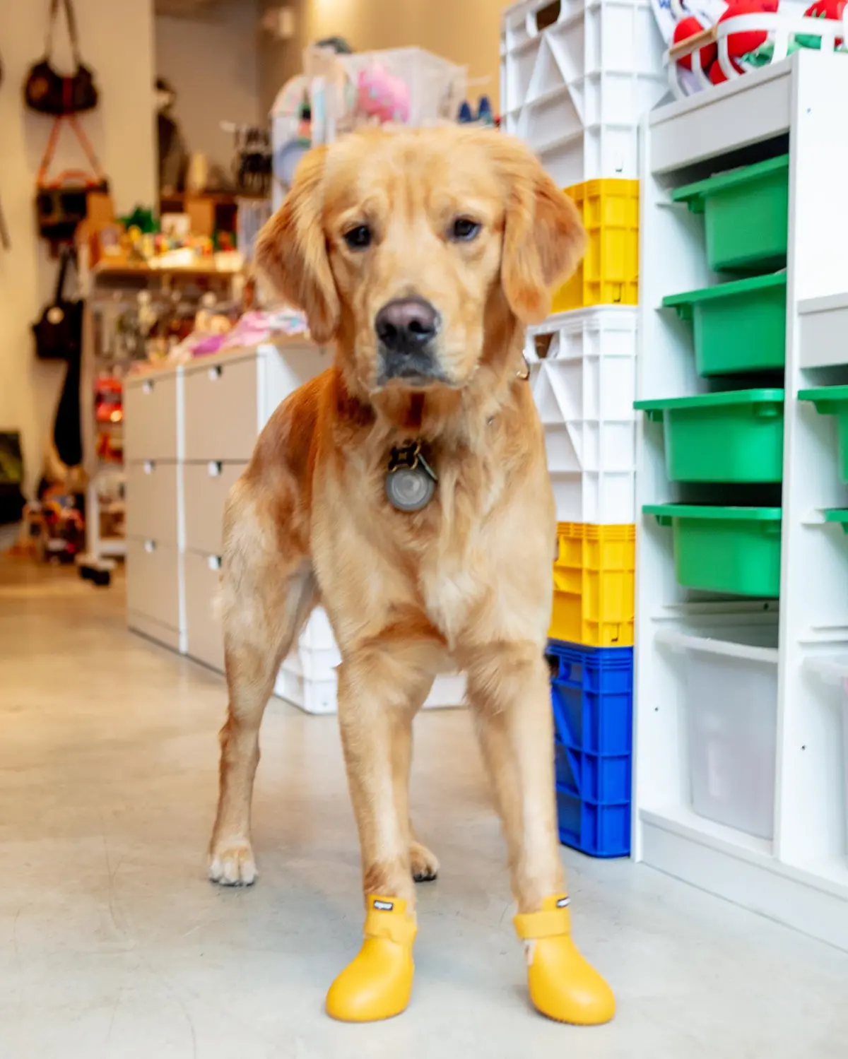 Wagwellies Waterproof Dog Boots (In Green, Yellow, Pink, Or Bone) 1