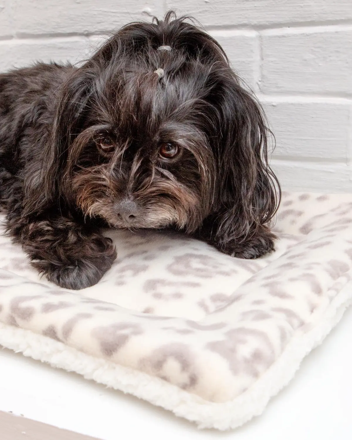 Cream Leopard Plush Fleece Pet Napping Mat (Made In The Usa) (Final Sale) 1