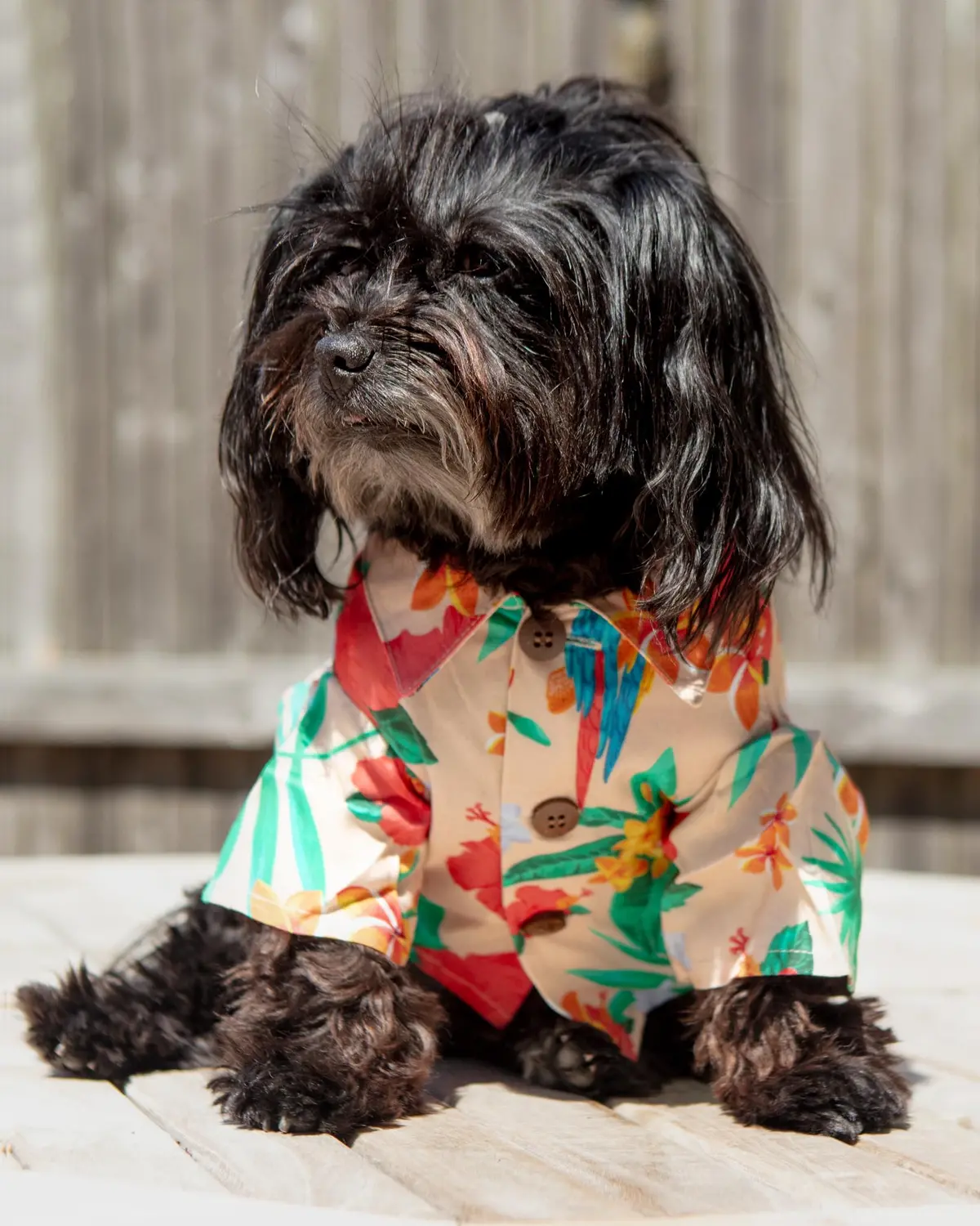 Island Time Bbq Dog Shirt (Final Sale) 1