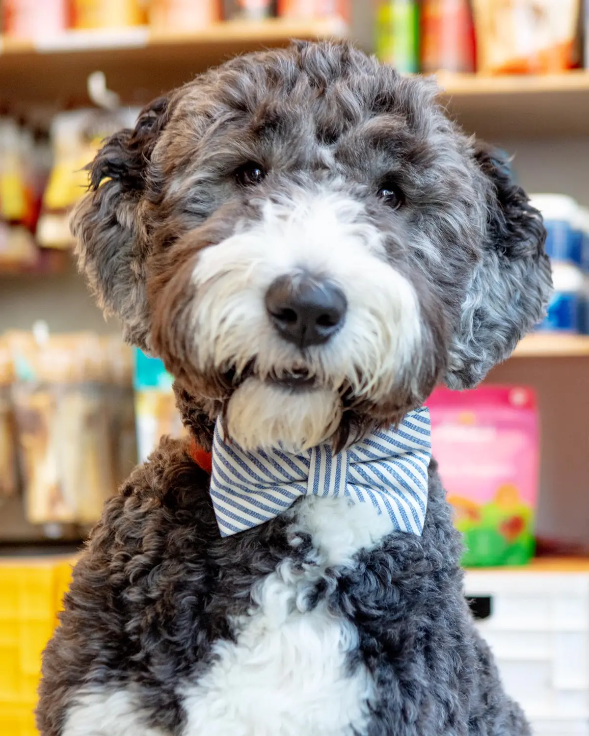 Lake Blue Stripe Spring Dog Bow Tie (Made In The Usa) 1
