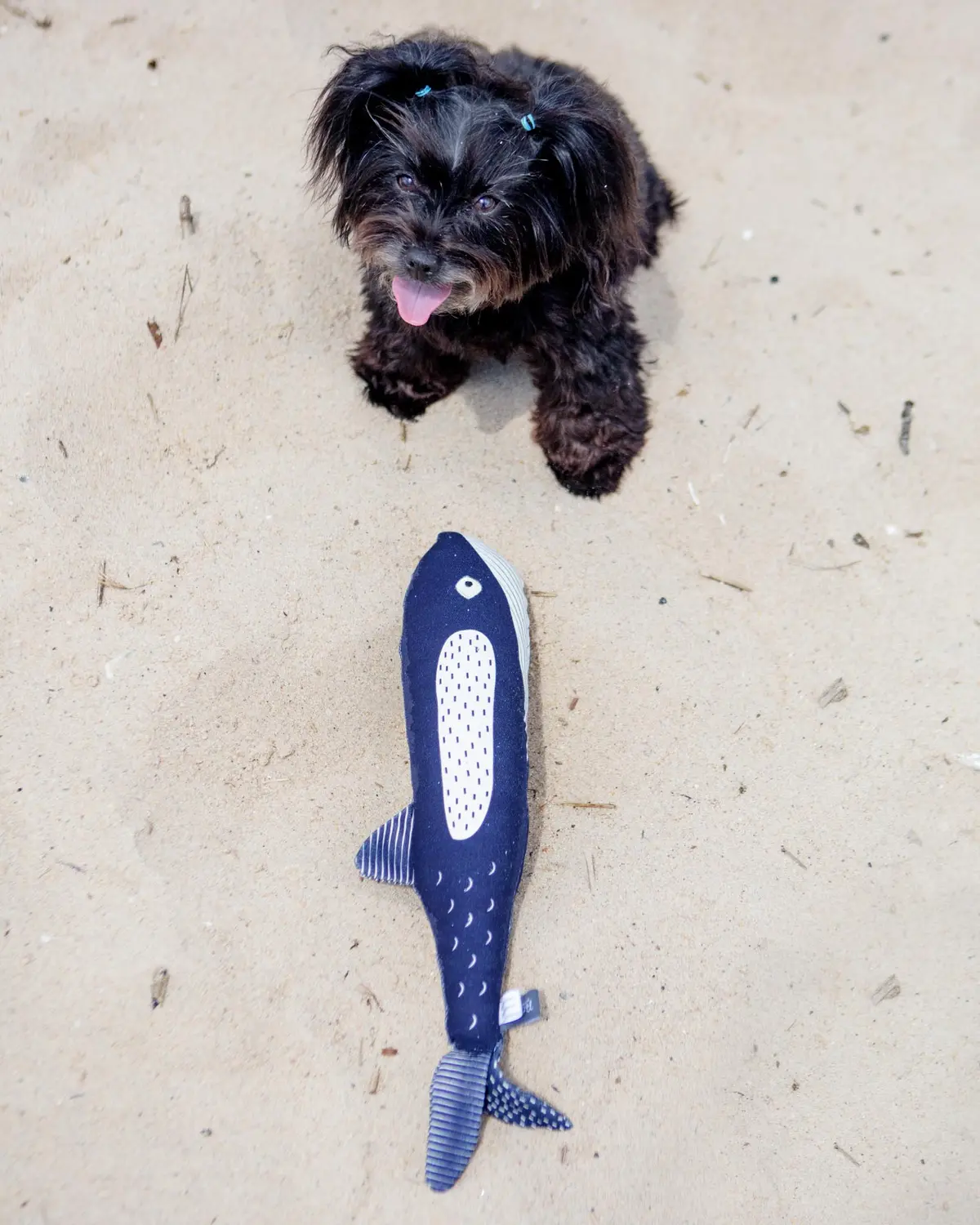 There She Blows Canvas Whale Dog Toy 1