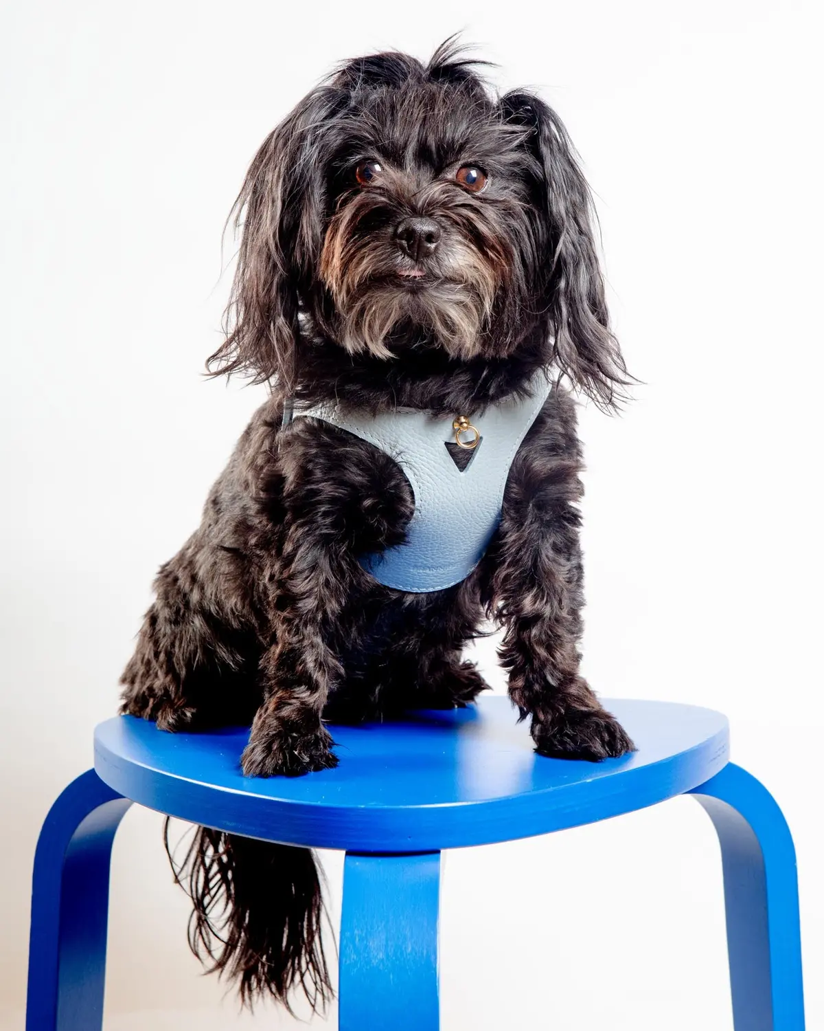 Juno Leather Dog Harness In Sky Blue (Made In Italy) (Final Sale) 1
