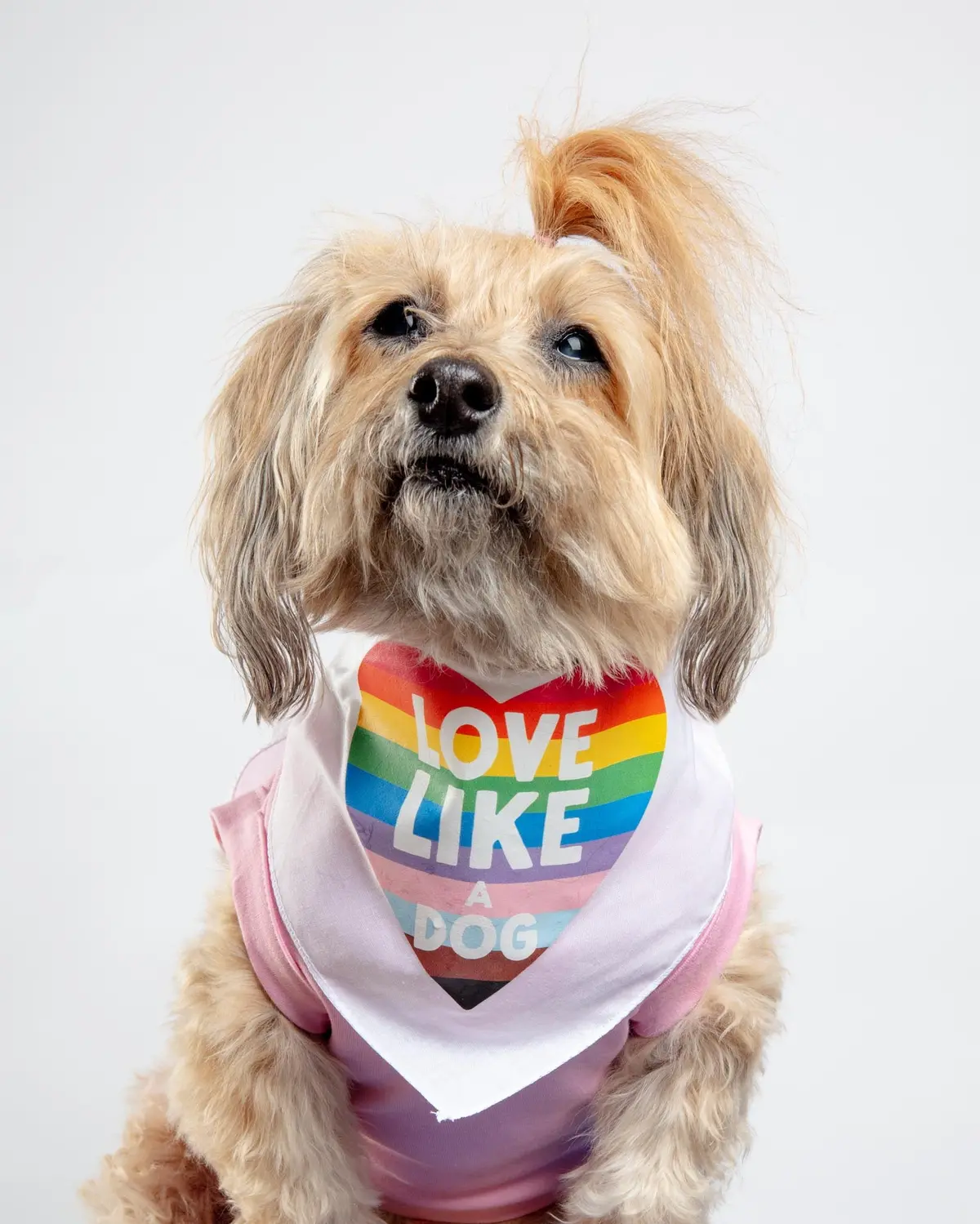 Love Like A Dog Pride Bandana 1
