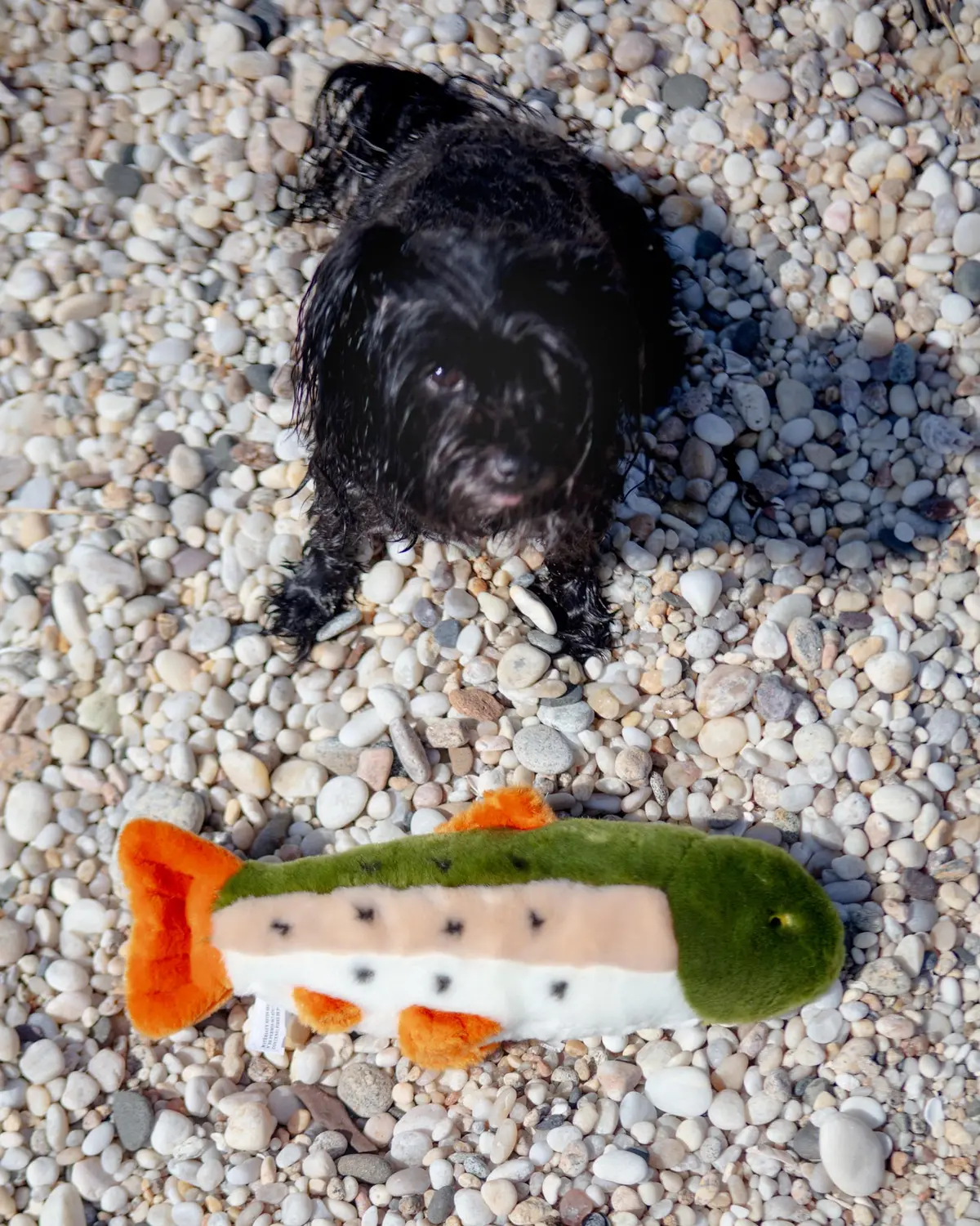 Ruby The Rainbow Trout Plush Dog Toy 1