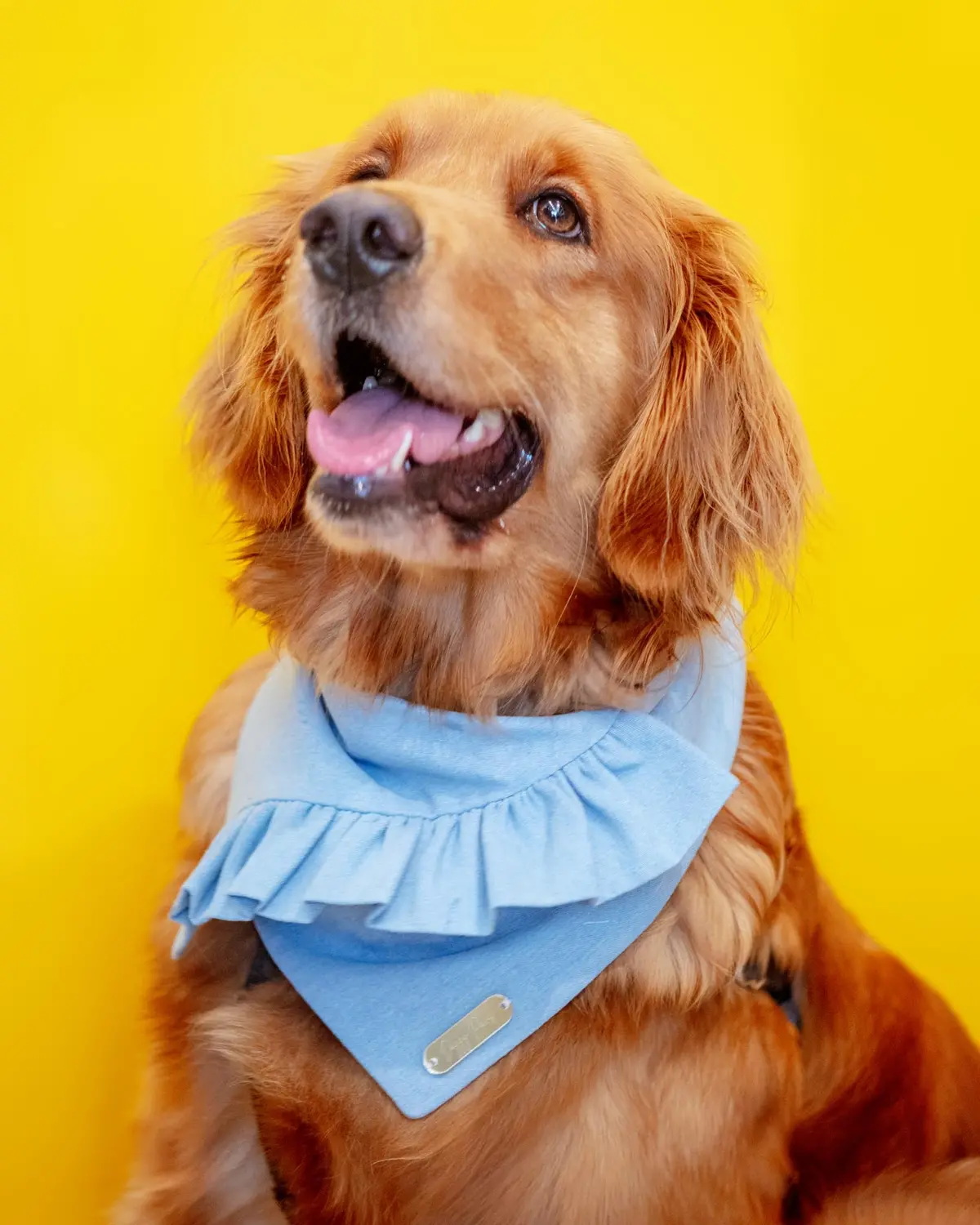 Chambray Ruffle Bandana For Dogs (Made In The Usa) (Final Sale) 1