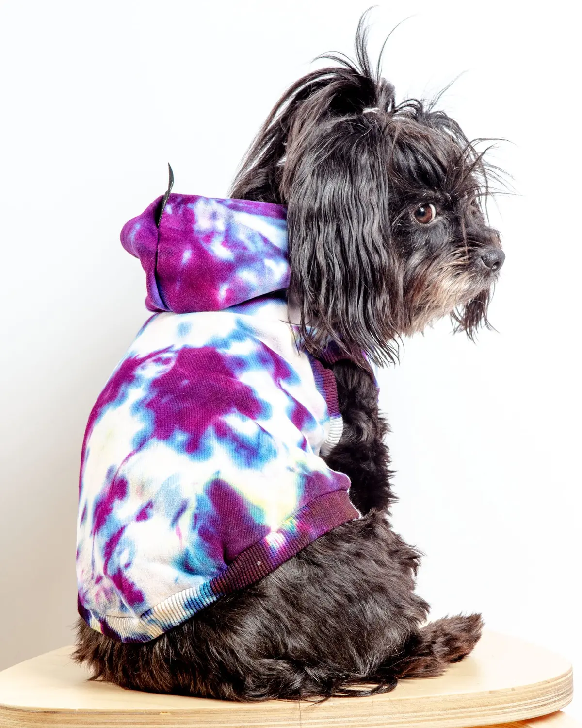 Studio Splatter Dog Sweatshirt In Tv Screen (Final Sale) 1