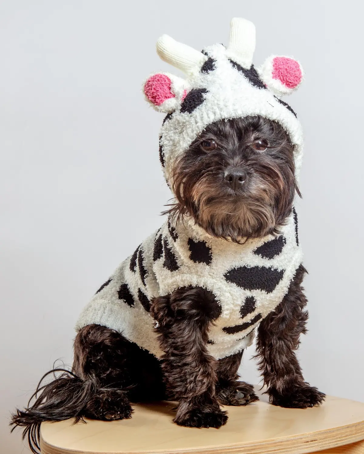 Cuddly Cow Chenille Dog Sweater 1