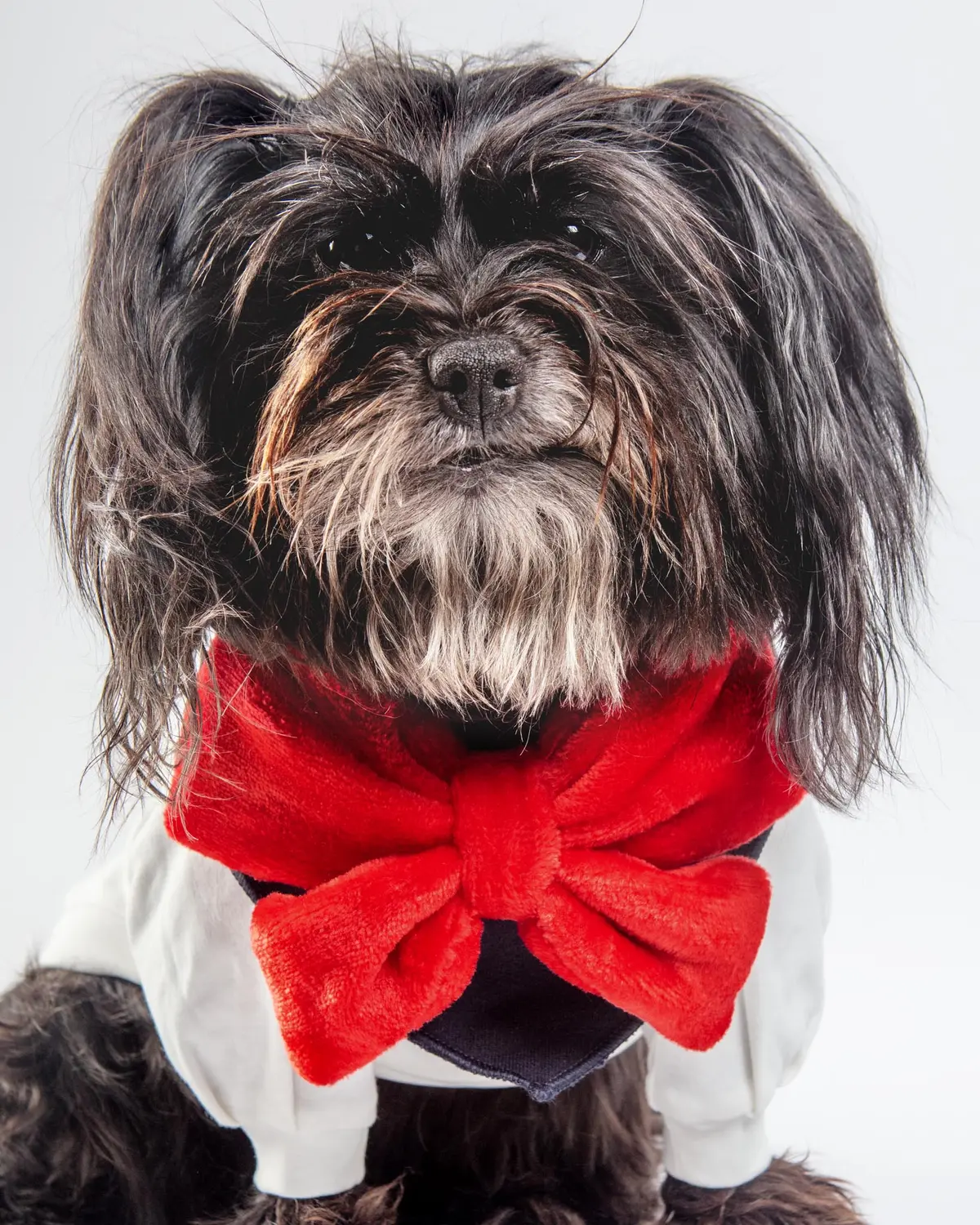 Red Velour Bow Dog Bandana 1