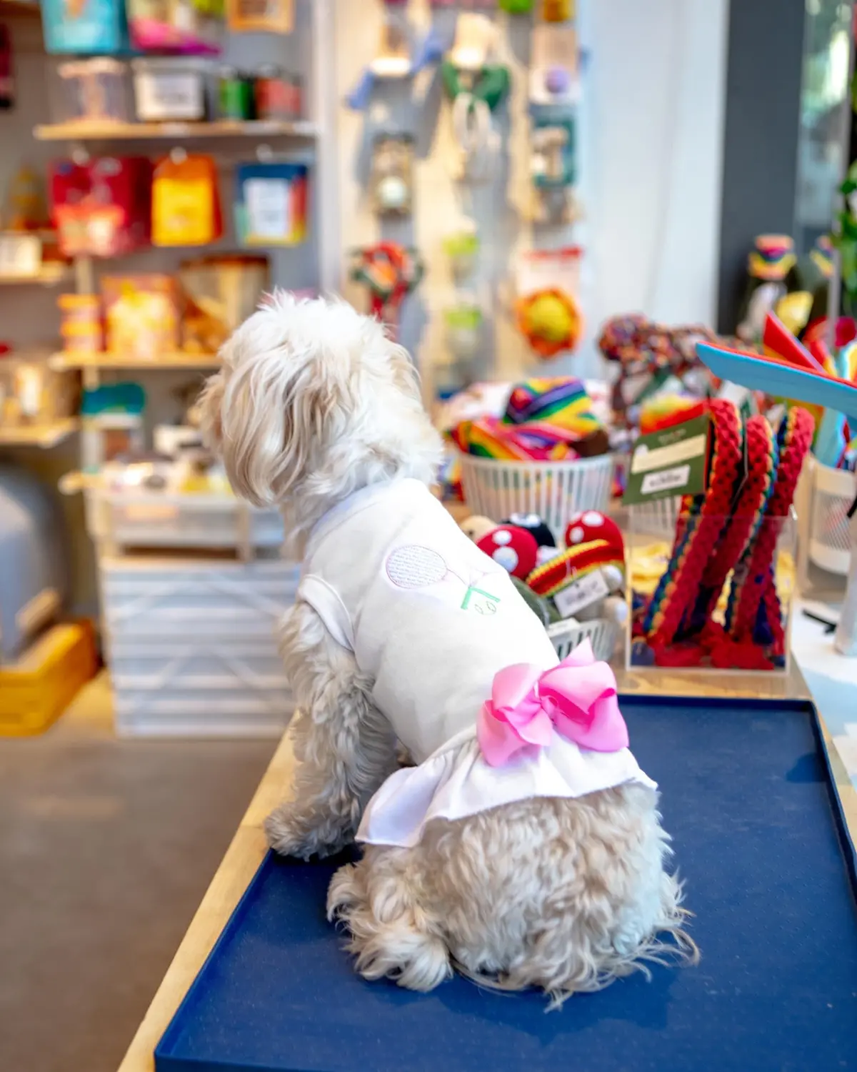 Tennis Match Dog Dress (Clearance) 4