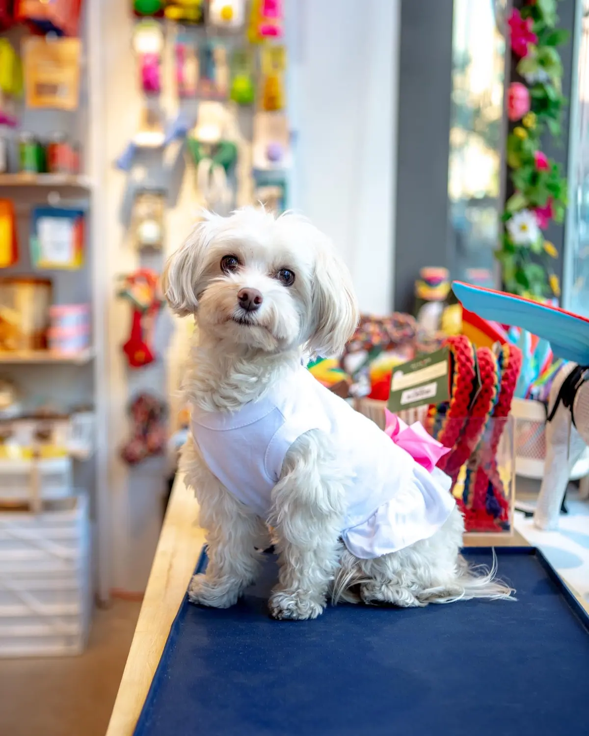 Tennis Match Dog Dress (Clearance) 3