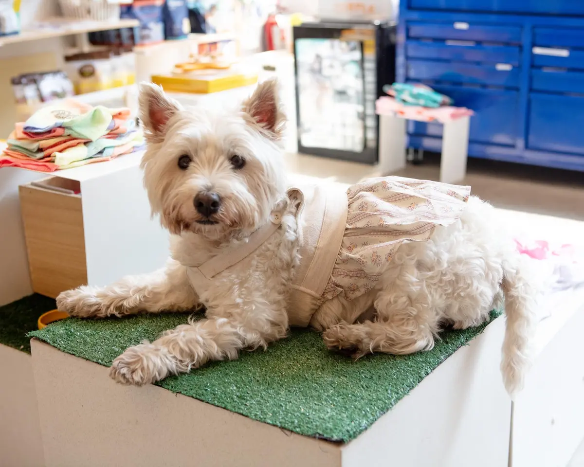 Japanese Denim Flower Dog Dress 4