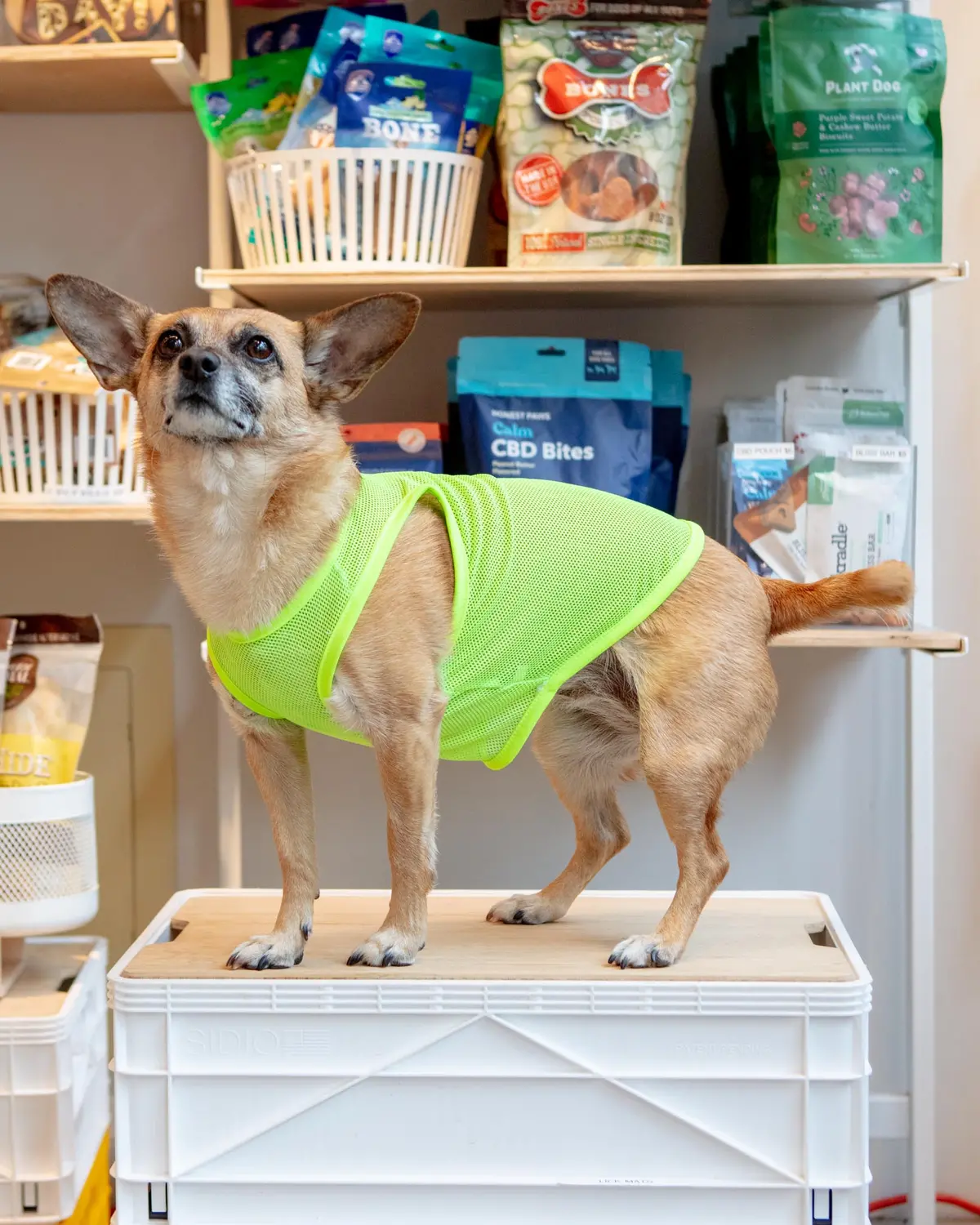 Neon Mesh Dog Tank Top (Clearance) 1