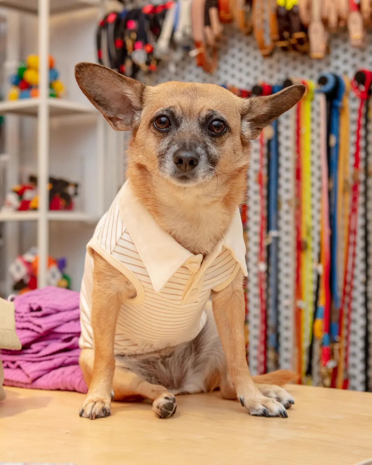 Striped Sleeveless Collared Shirt For Dogs 1