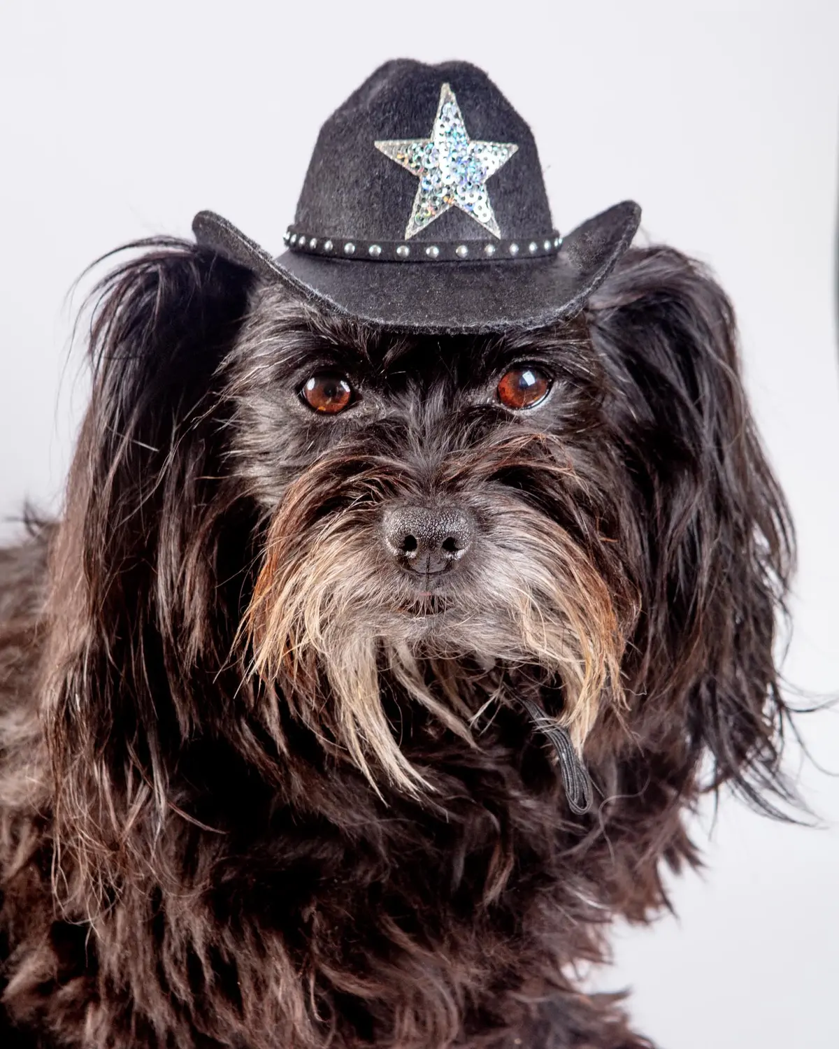 Cowboy Hat For Dogs In Black Or Pink 1