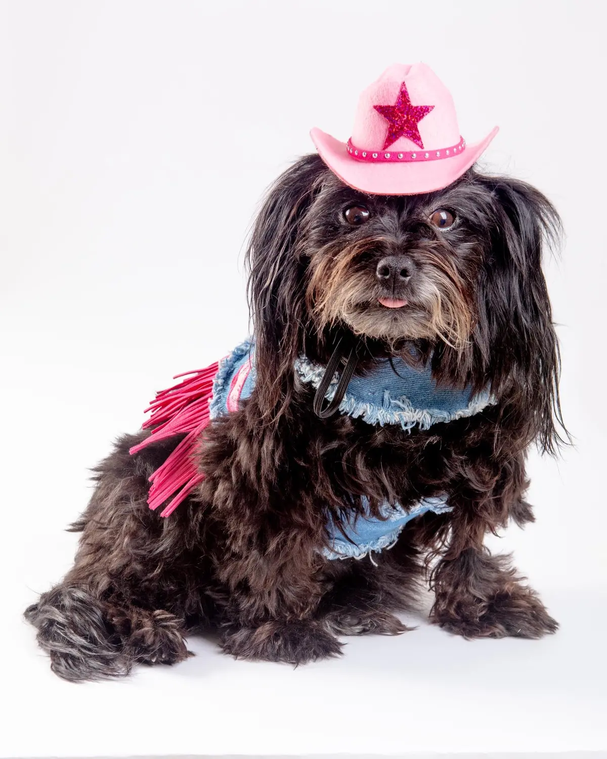 Denim Cowgirl Dog Harness (Made In The Usa) (Final Sale) 6