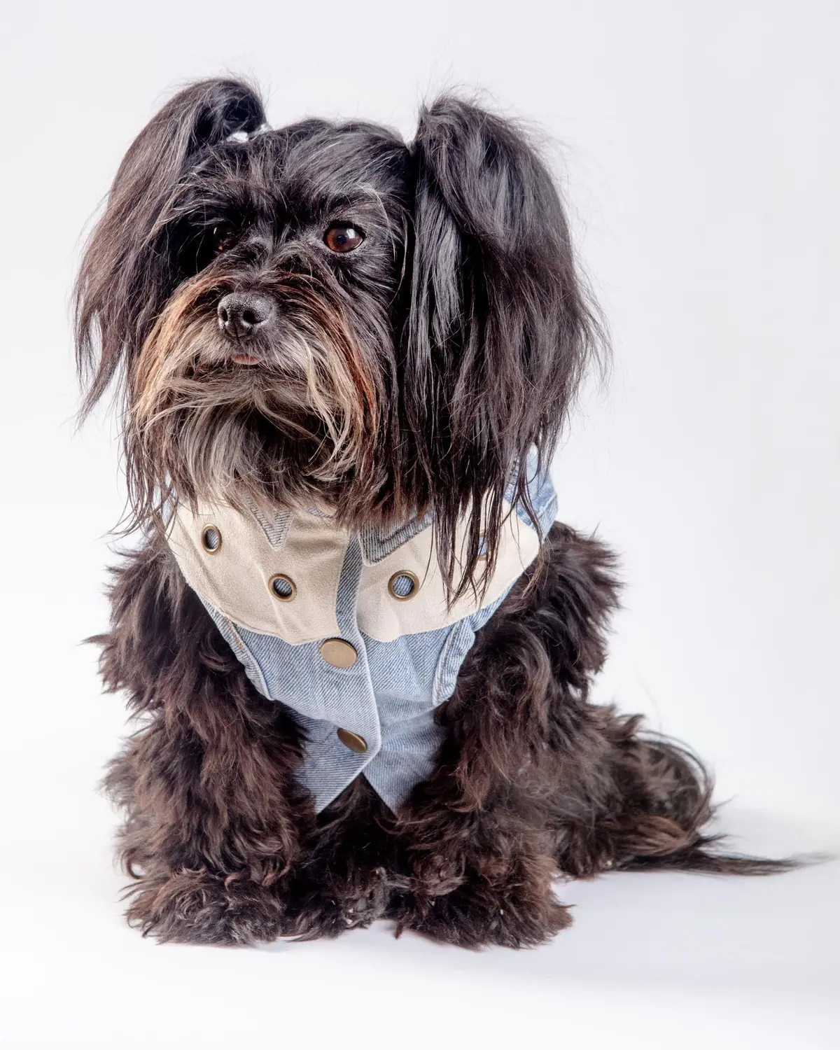 Maverick Denim Dog Shirt (Final Sale) 4