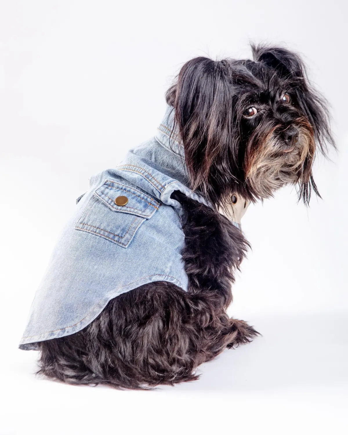 Maverick Denim Dog Shirt (Final Sale) 2