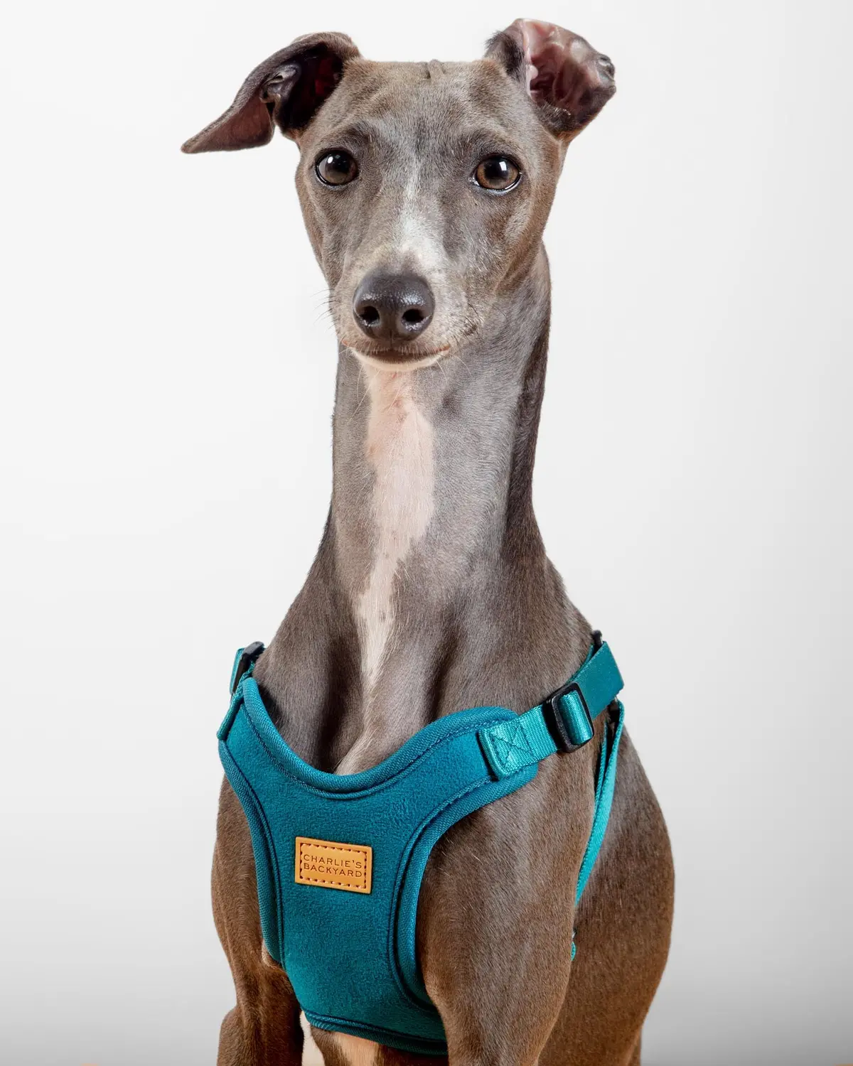 Comfort Dog Harness In Teal 1