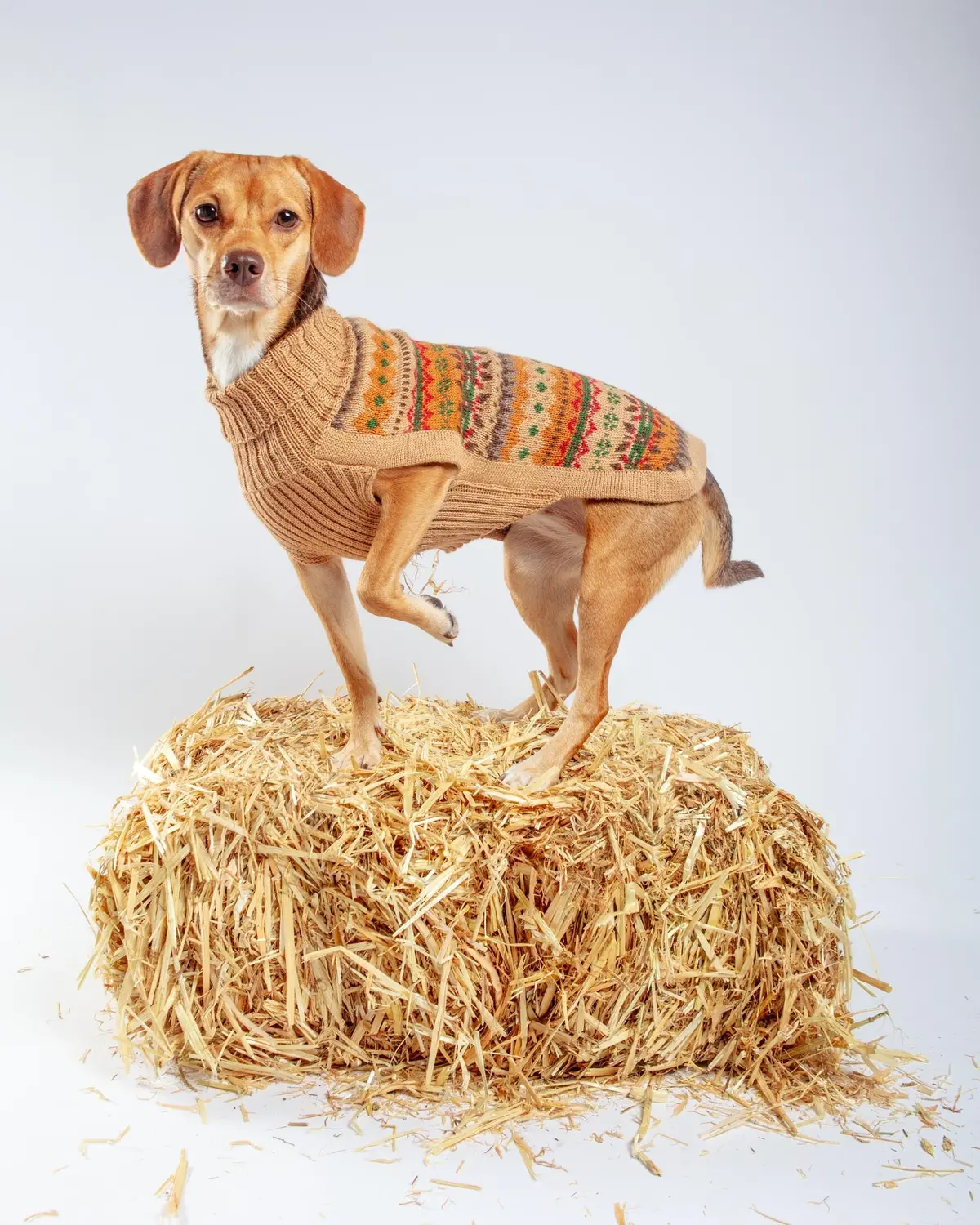 Fair Isle Finn Alpaca Dog Sweater (Final Sale) 1