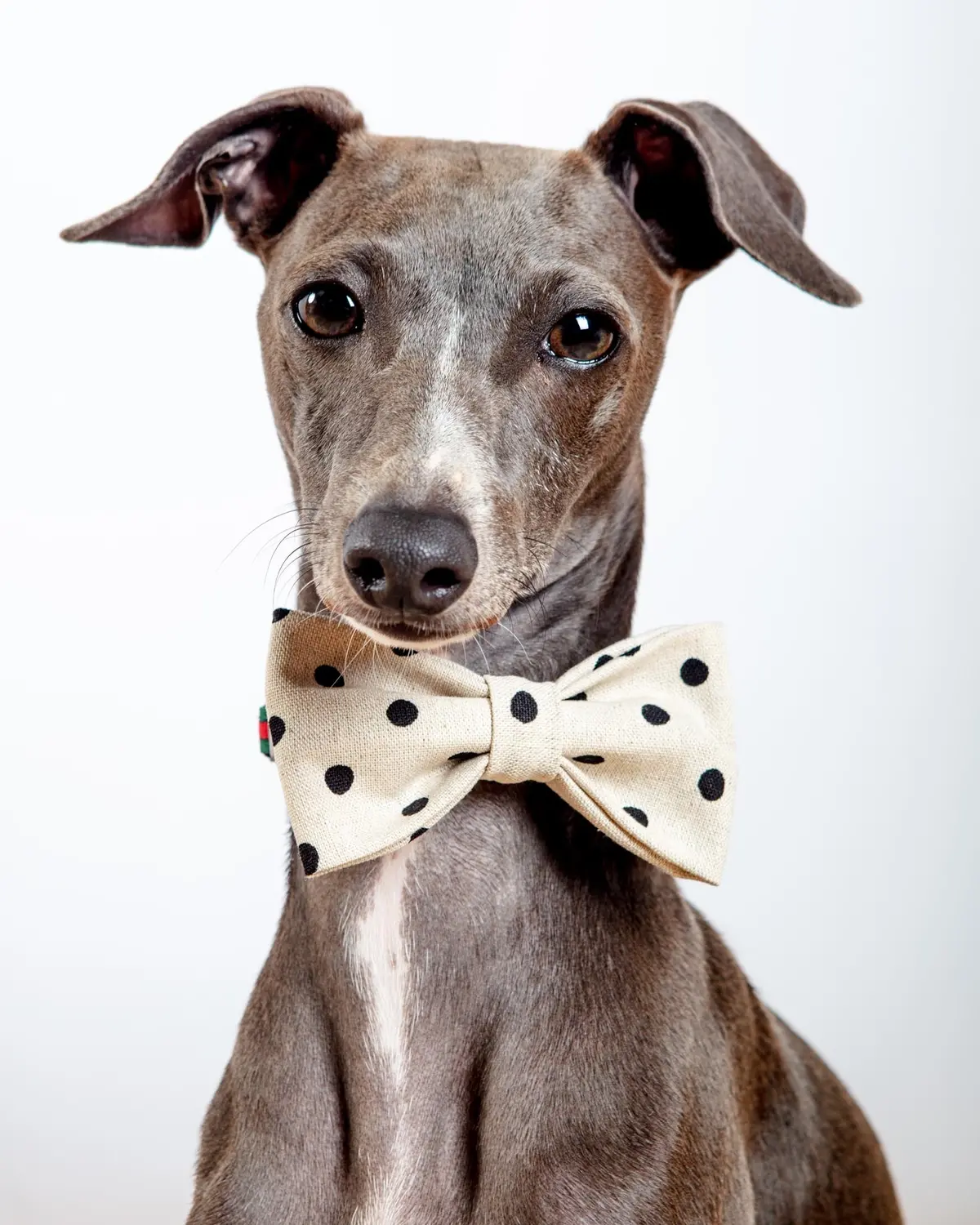 Canvas Dog Bow Tie In Polka Dot<Br>(Made In The Usa) 1