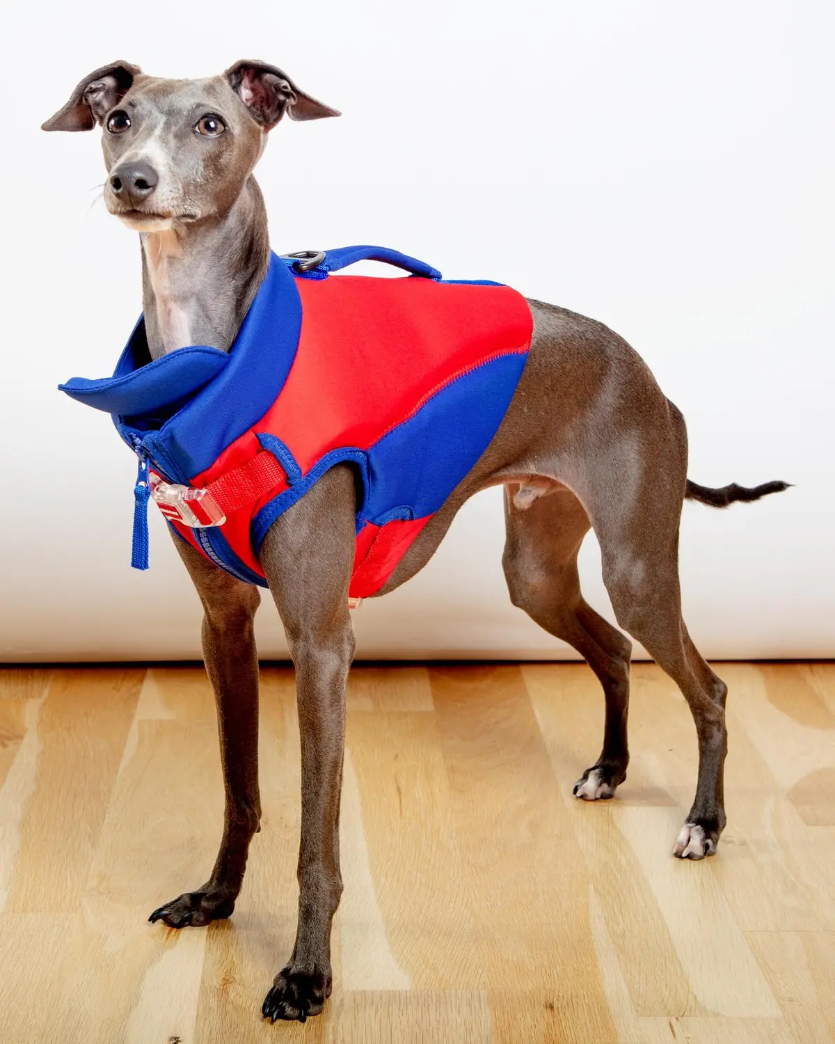 High Tide Dog Life Jacket In Blue & Red (Final Sale) 1